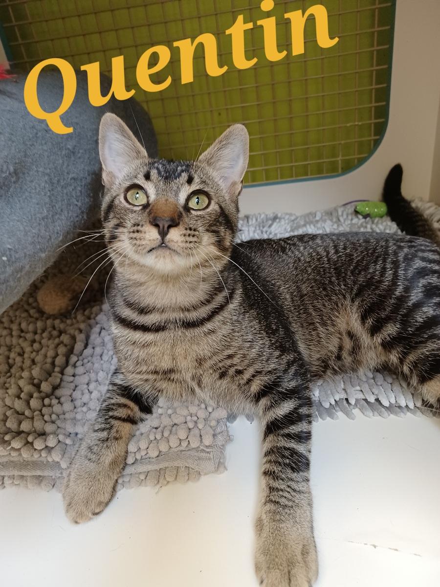 Quentin, an adoptable Domestic Short Hair, Tabby in Monrovia, CA, 91016 | Photo Image 4