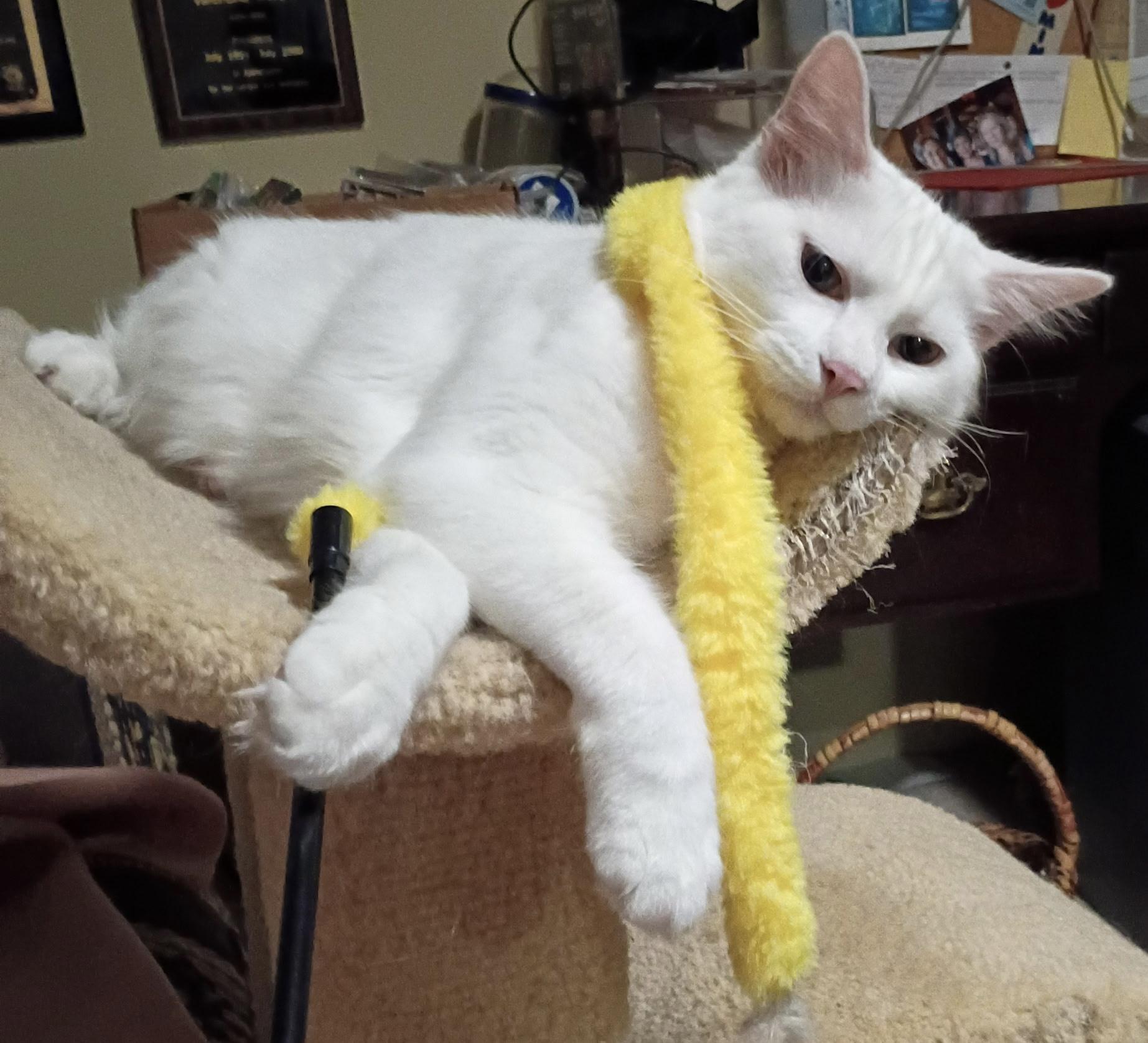 Enlarge Mallow , a Adoptable mixed breed in Houston, TX image 4/6