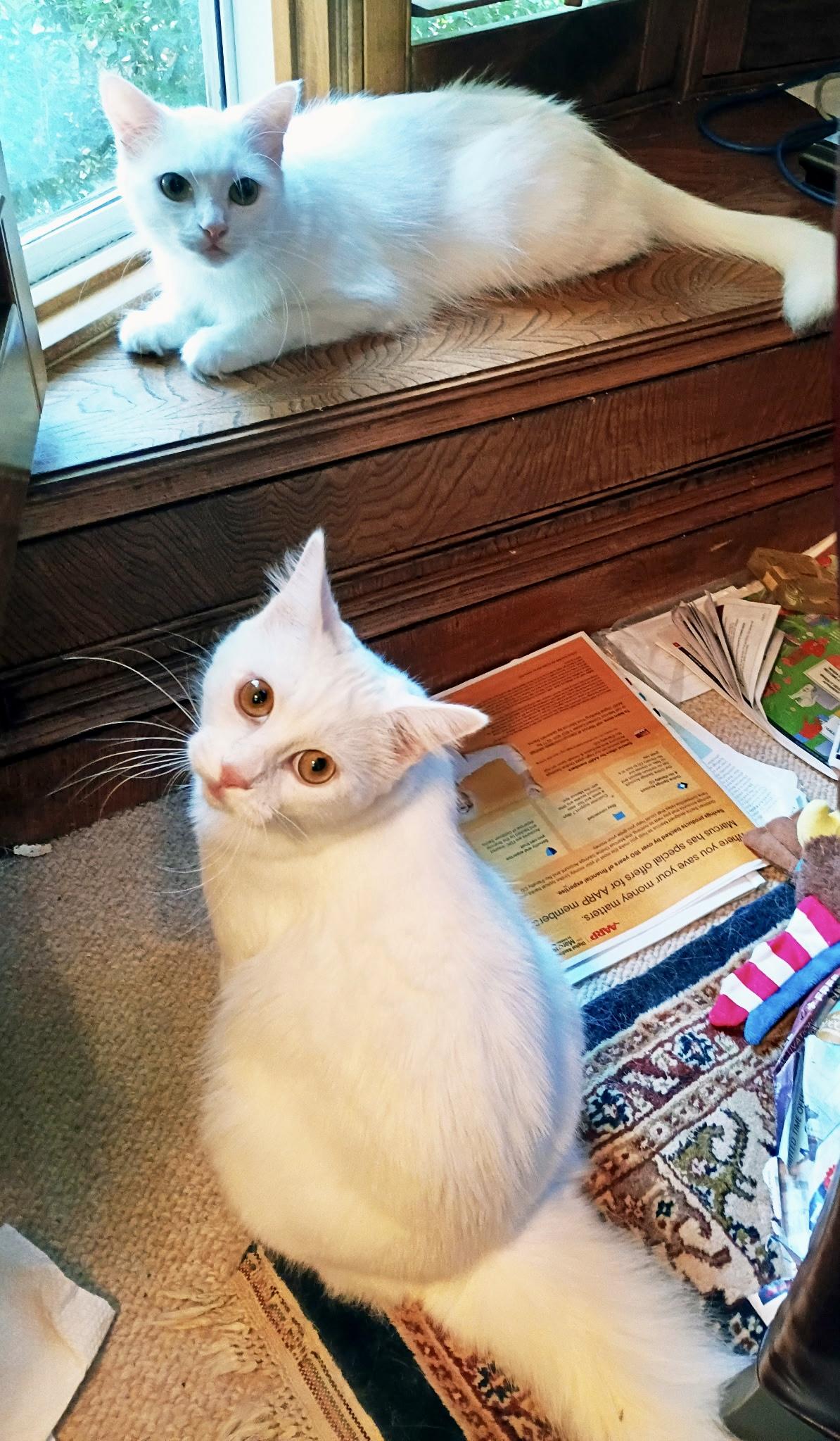 Enlarge Mallow , a Adoptable mixed breed in Houston, TX image 6/6