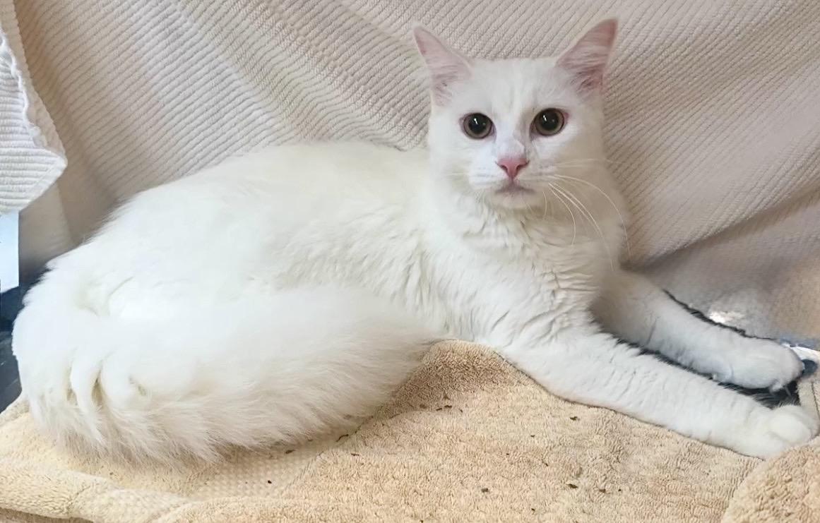 Enlarge Mallow , a Adoptable mixed breed in Houston, TX image 3/6