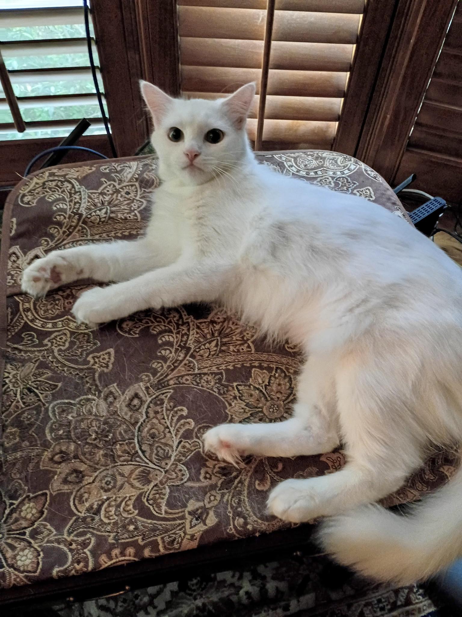 Mallow , Adoptable, Young Male Domestic Long Hair & Turkish Angora.
