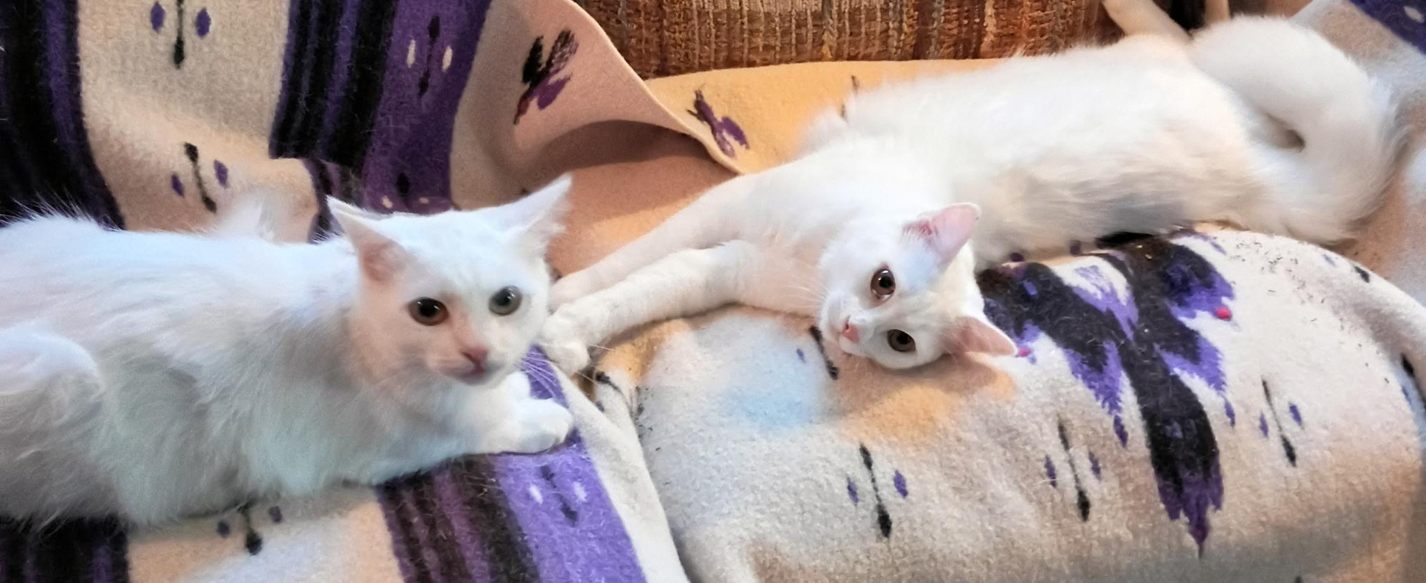 Enlarge Mallow , a Adoptable mixed breed in Houston, TX image 2/6