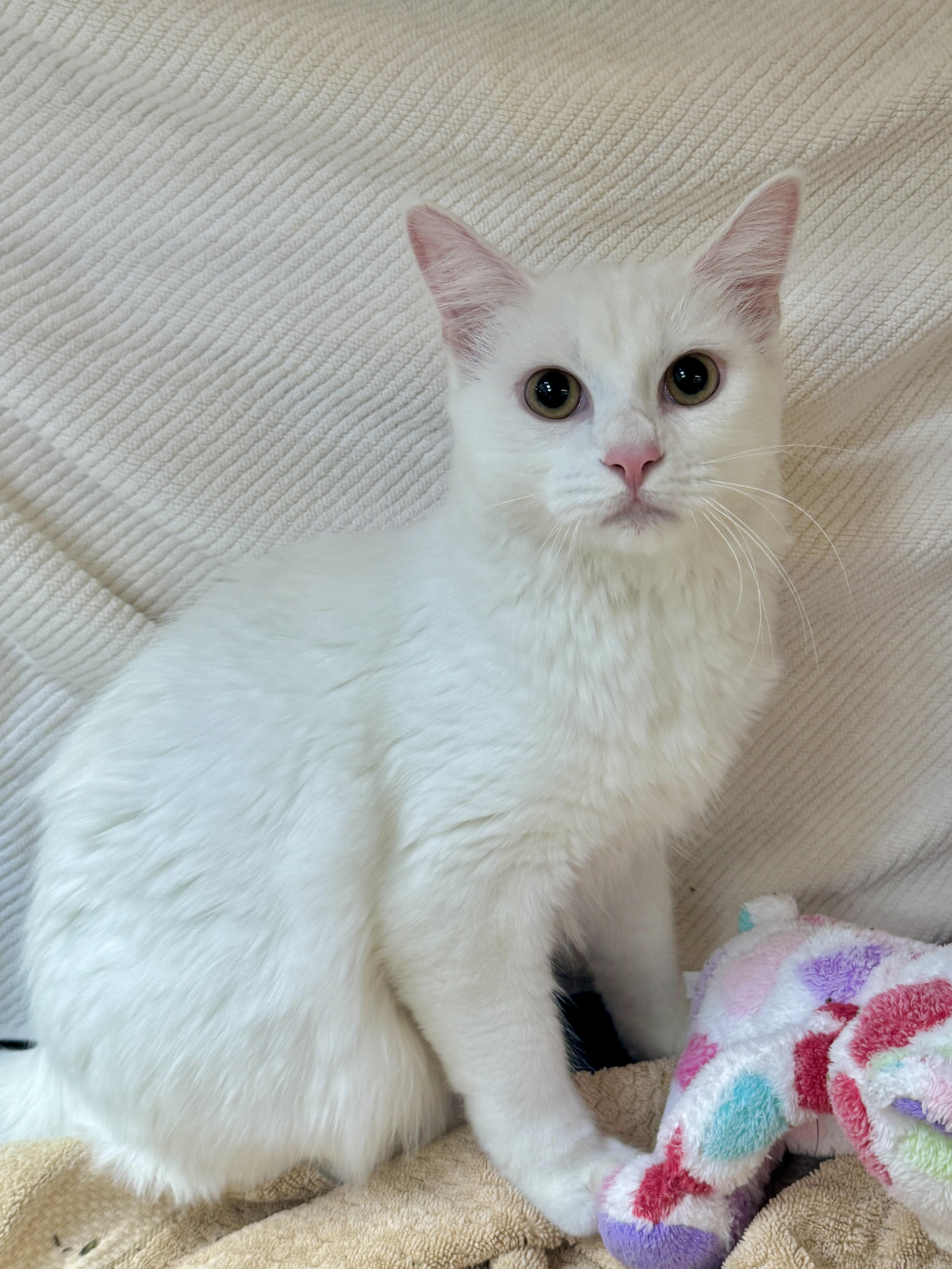 Enlarge Mallow , a Adoptable mixed breed in Houston, TX image 5/6