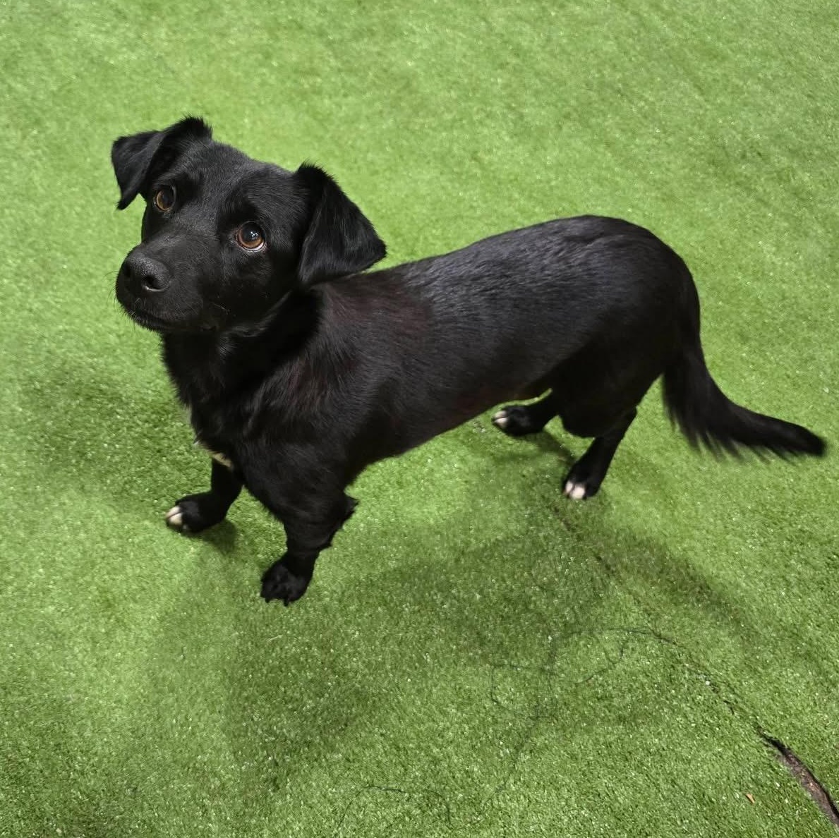 Enlarge Flo, an adopted mixed breed in Joliet, IL image 3/3