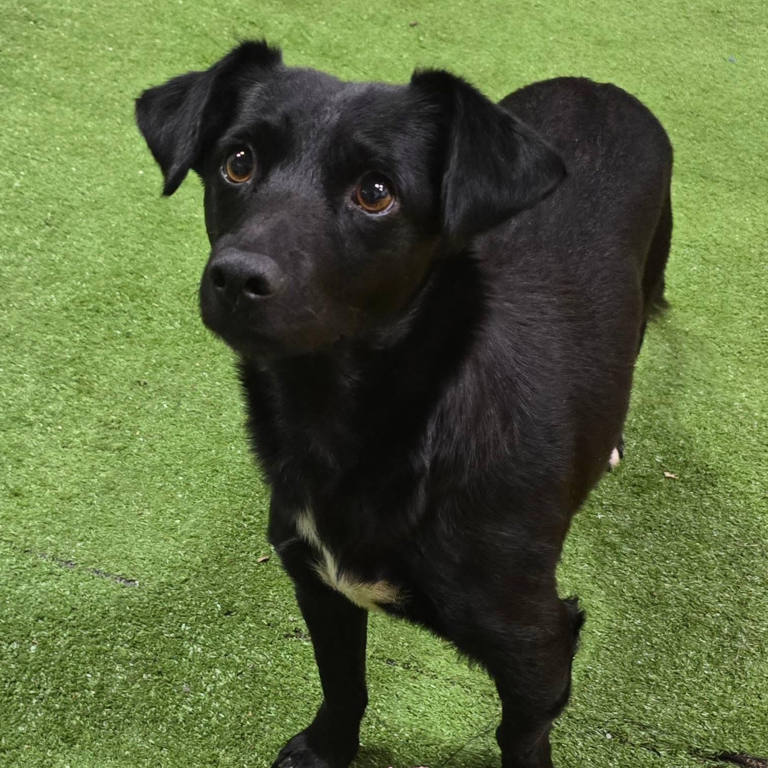 Enlarge Flo, an adopted mixed breed in Joliet, IL image 1/3