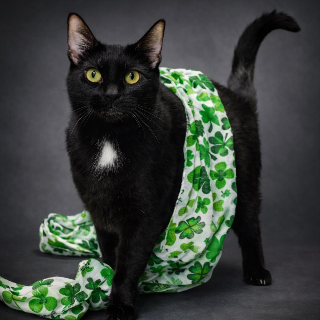 Enlarge Raimee, a Adoptable Domestic Short Hair in Pekin, IL image 2/6