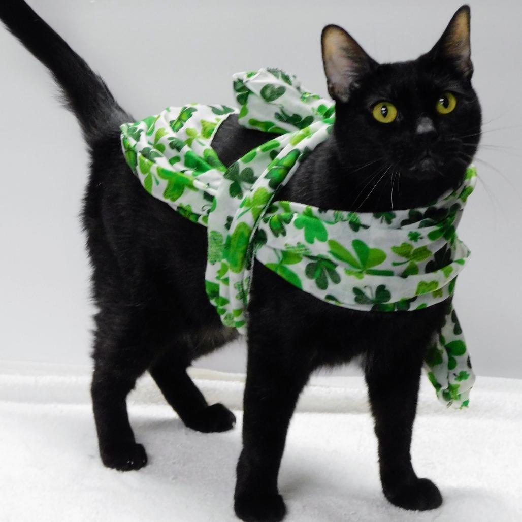 Enlarge Raimee, a Adoptable Domestic Short Hair in Pekin, IL image 3/6