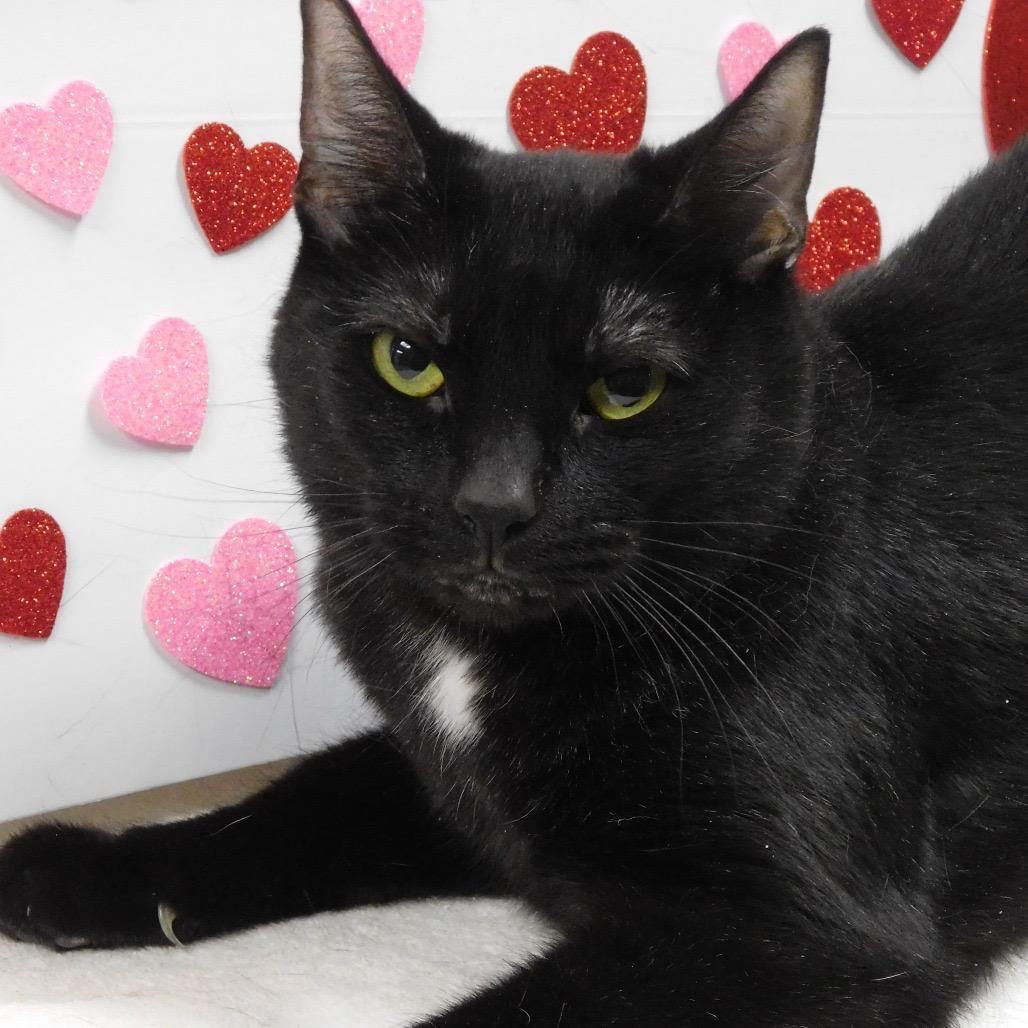 Enlarge Raimee, a Adoptable Domestic Short Hair in Pekin, IL image 4/6