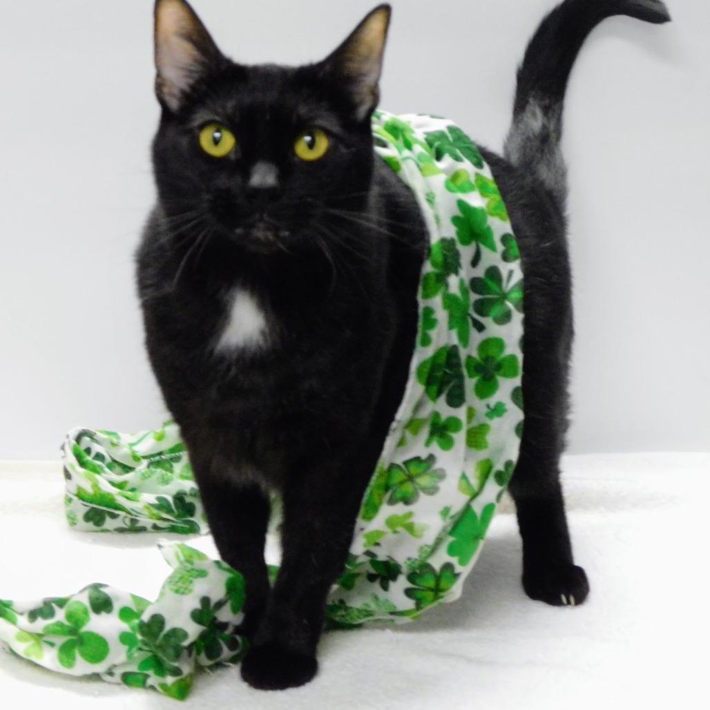 Enlarge Raimee, a Adoptable Domestic Short Hair in Pekin, IL image 5/6