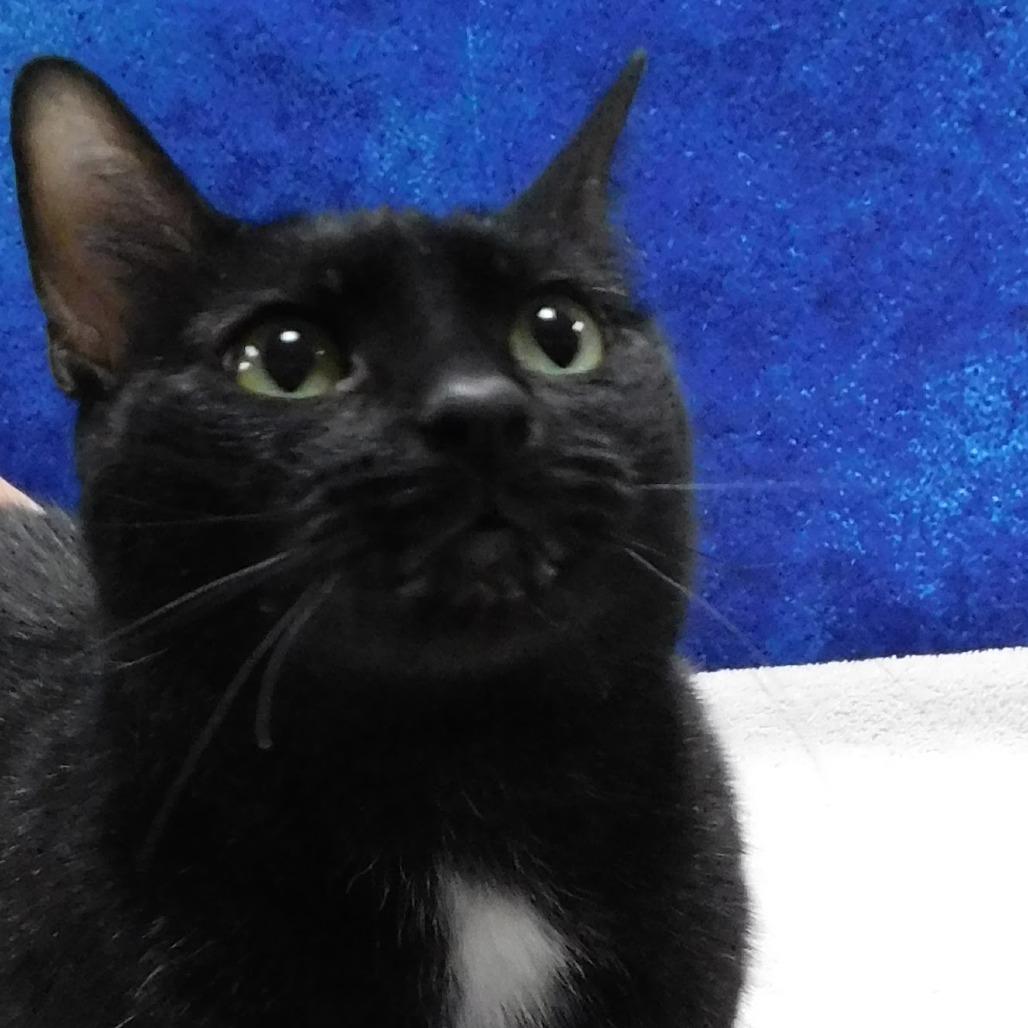 Enlarge Raimee, a Adoptable Domestic Short Hair in Pekin, IL image 6/6