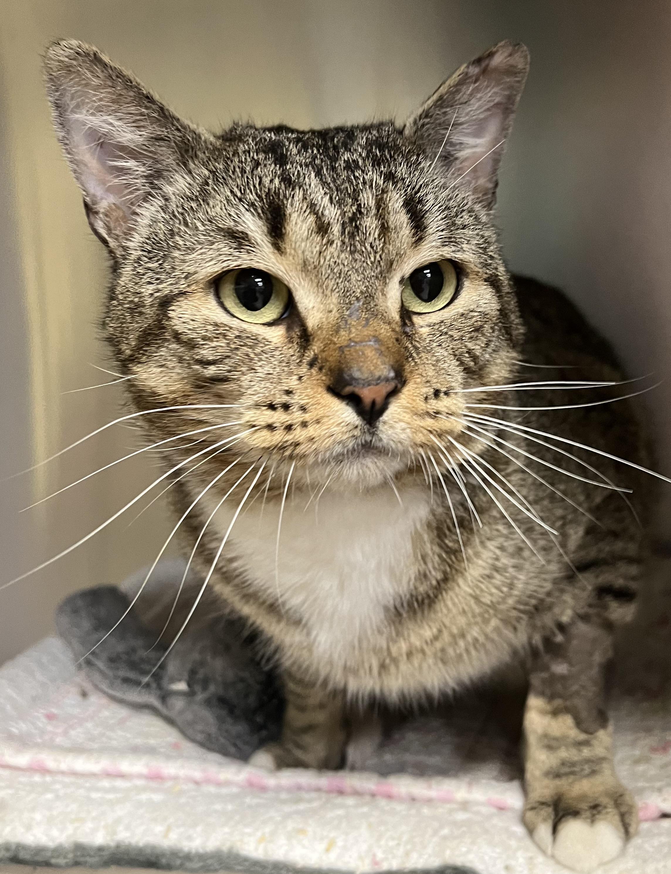 Dwight, a ADOPTABLE Domestic Short Hair in Johnston, RI image 1/6