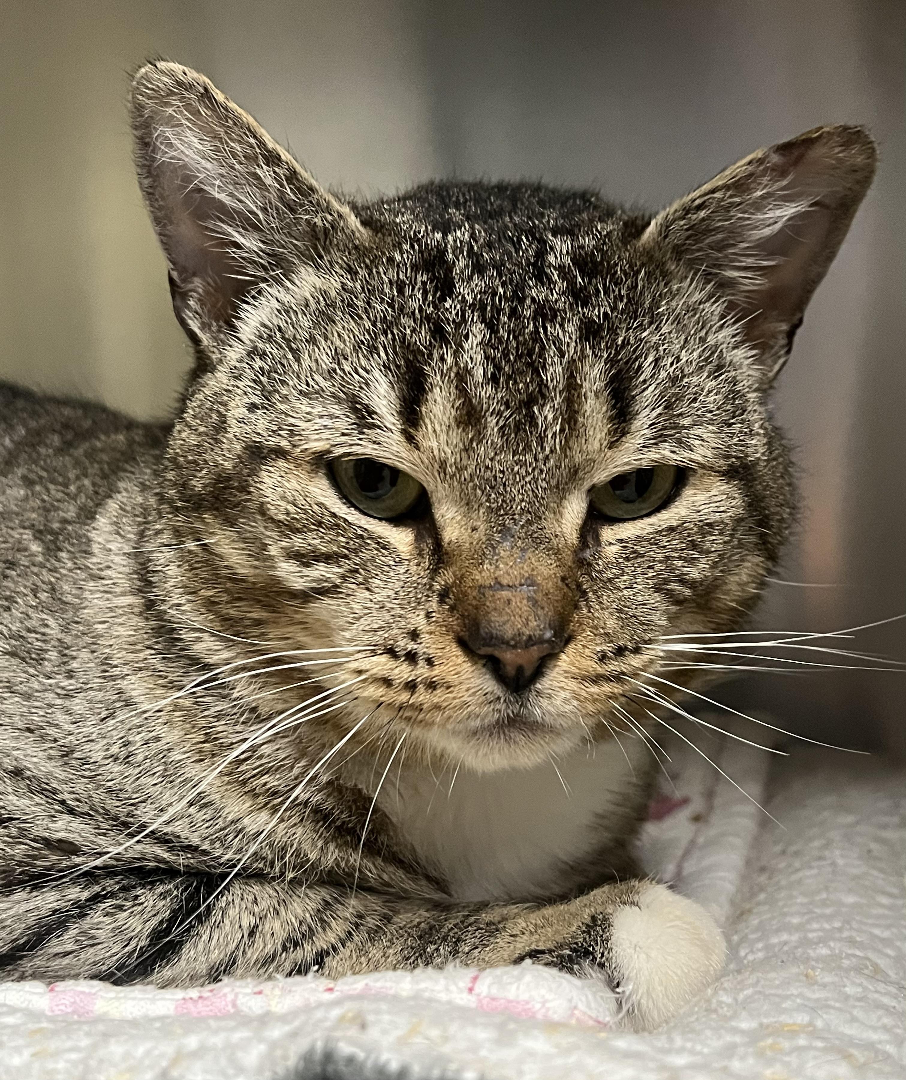 Dwight, a ADOPTABLE Domestic Short Hair in Johnston, RI image 5/6