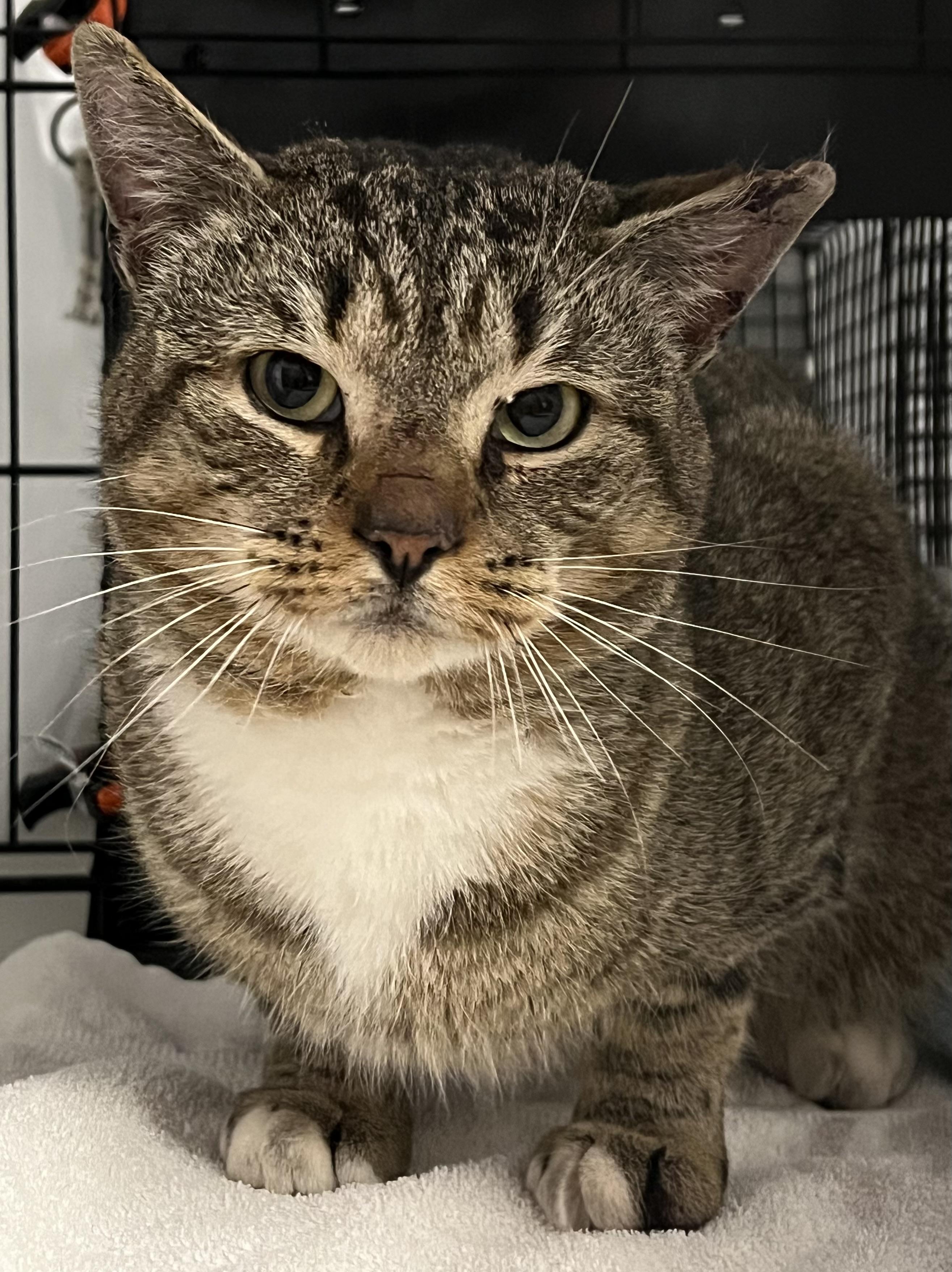 Dwight, a ADOPTABLE Domestic Short Hair in Johnston, RI image 6/6