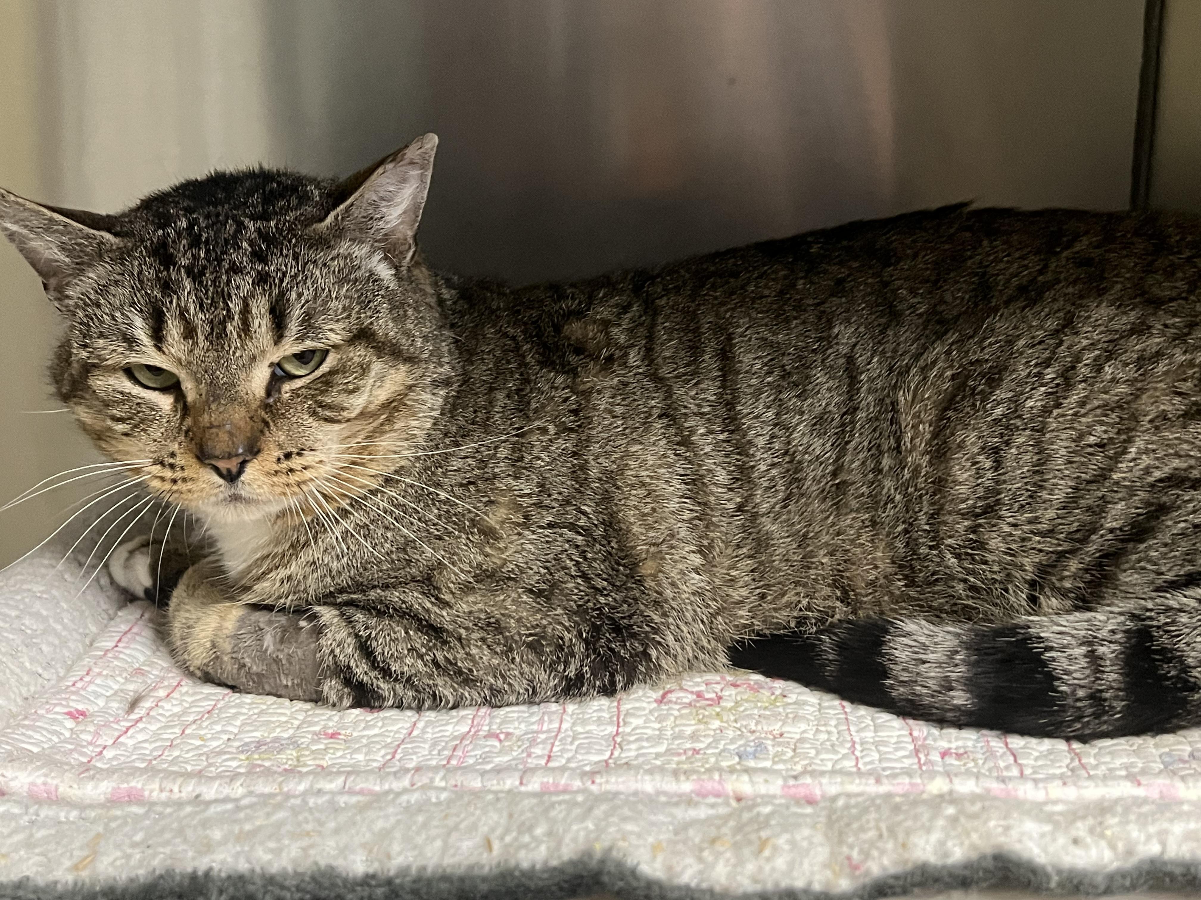Dwight, a ADOPTABLE Domestic Short Hair in Johnston, RI image 2/6