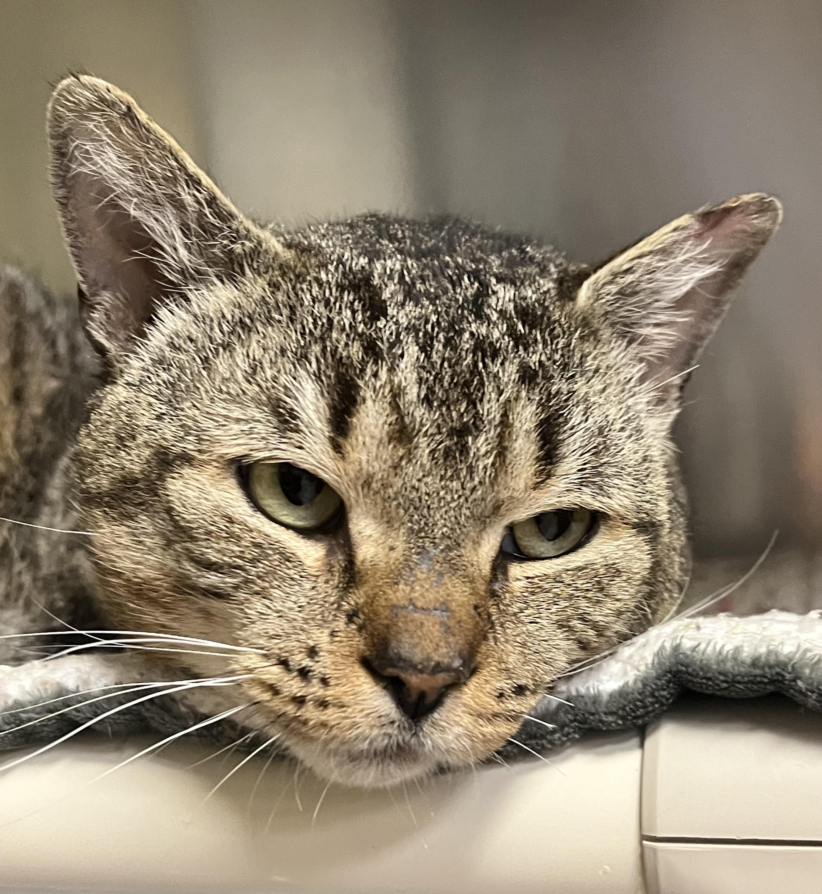 Dwight, a ADOPTABLE Domestic Short Hair in Johnston, RI image 3/6