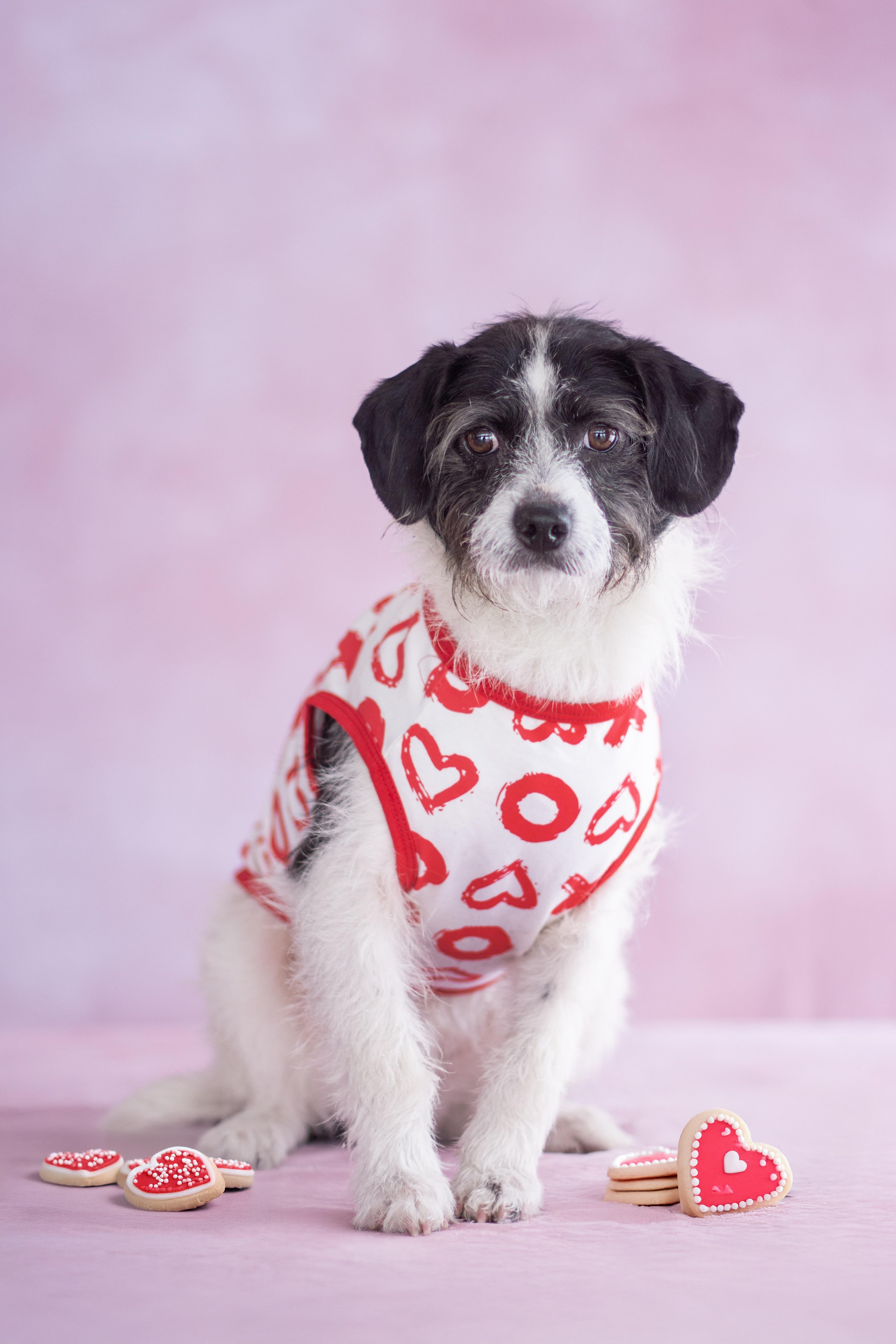 Enlarge Lolipop, an adopted mixed breed in Indianapolis, IN image 1/1