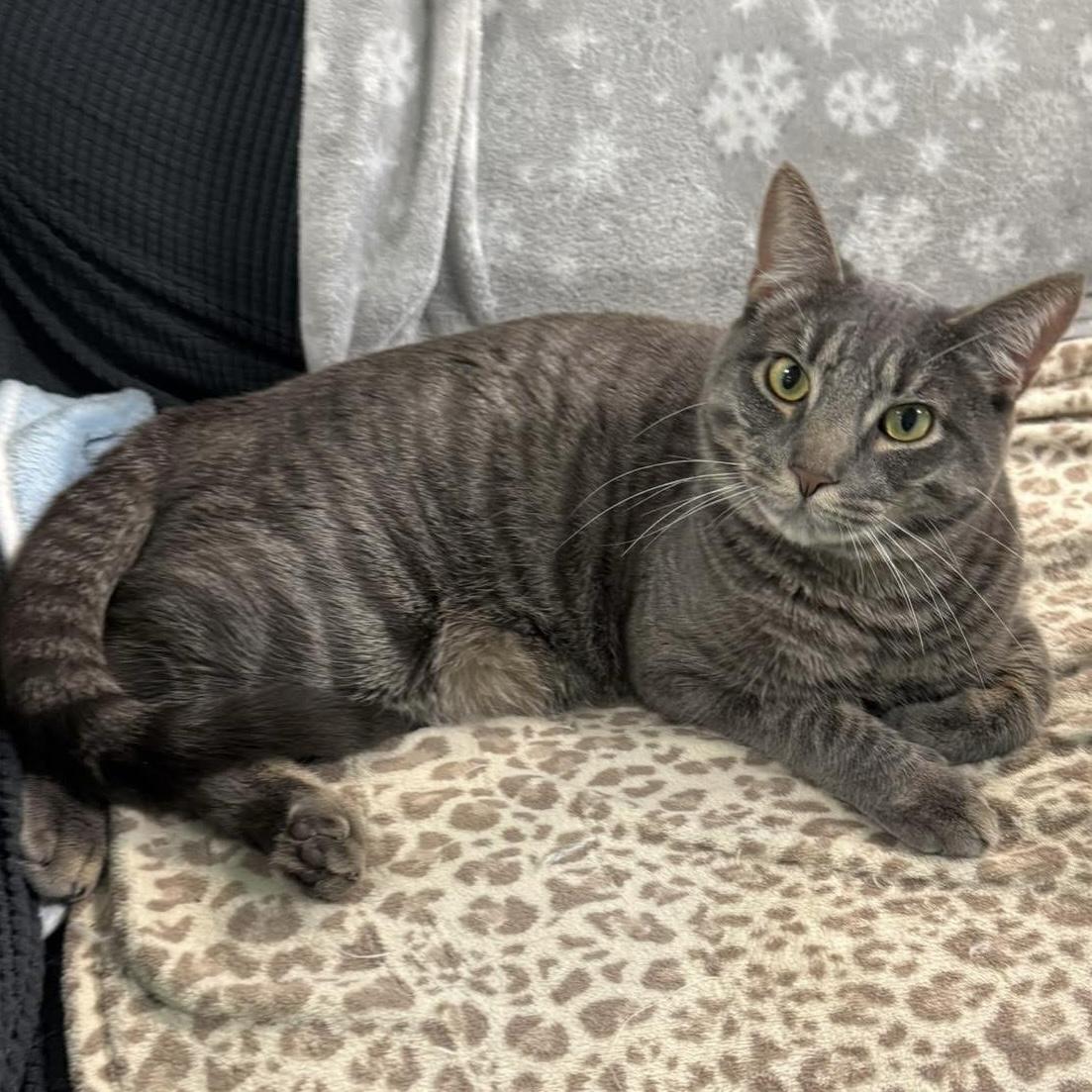 Enlarge Merlin, a Adopted Domestic Short Hair in Rochester, NY image 1/6