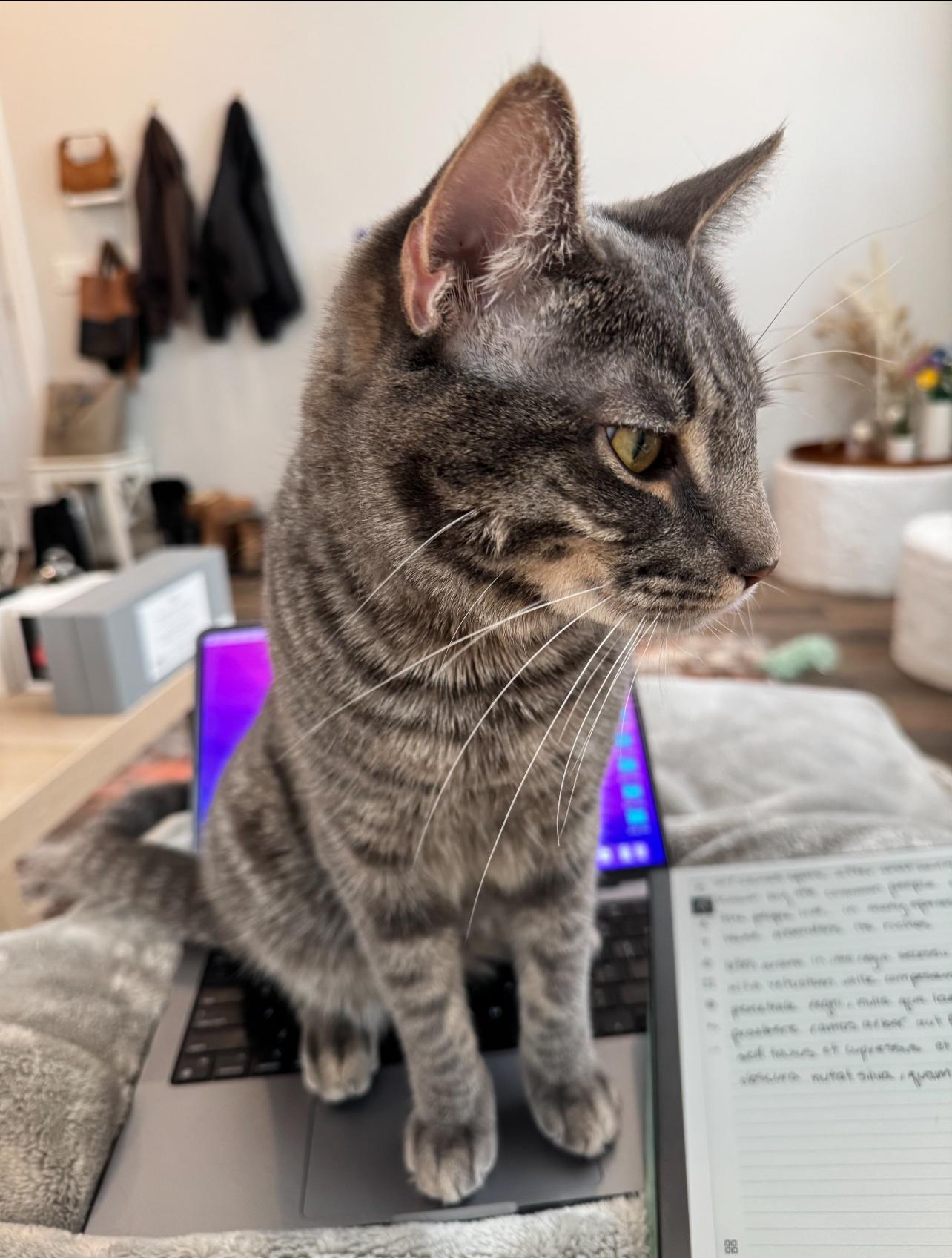 Enlarge Merlin, a Adopted Domestic Short Hair in Rochester, NY image 2/6