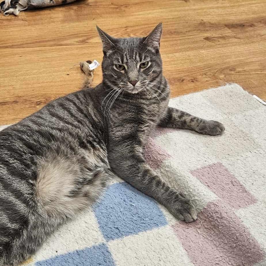 Enlarge Merlin, a Adopted Domestic Short Hair in Rochester, NY image 3/6