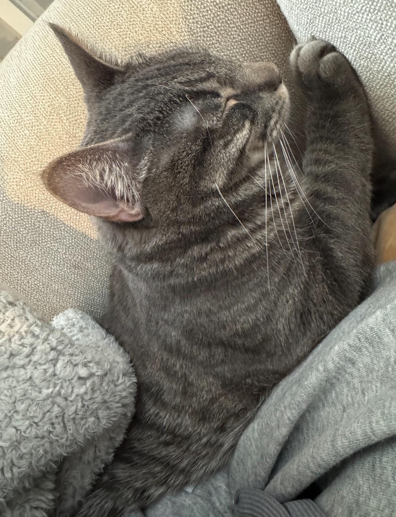 Enlarge Merlin, a Adopted Domestic Short Hair in Rochester, NY image 4/6