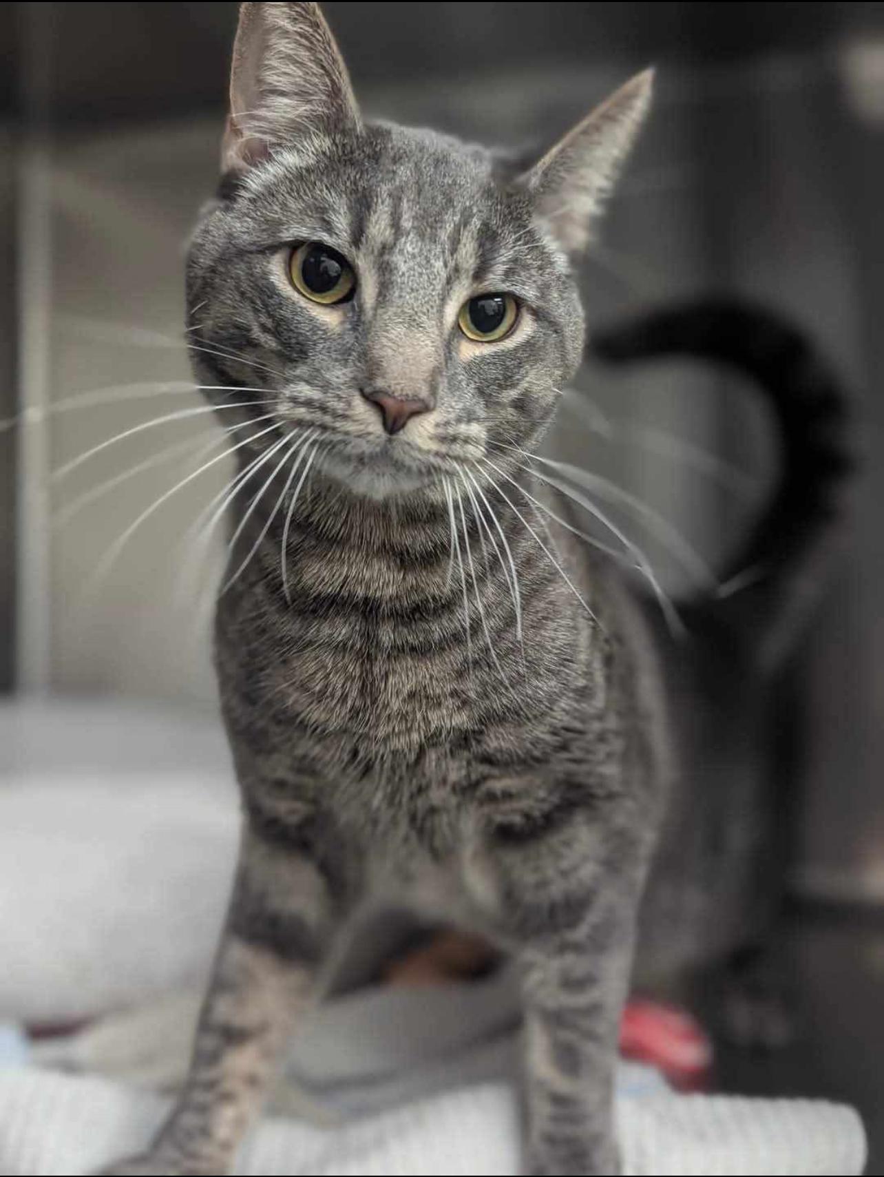 Enlarge Merlin, a Adopted Domestic Short Hair in Rochester, NY image 6/6