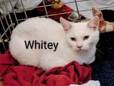 Enlarge Whitey, a Adopted Domestic Short Hair in Binghamton, NY image 3/3