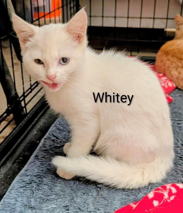 Whitey, Adopted, Young Female Domestic Short Hair.