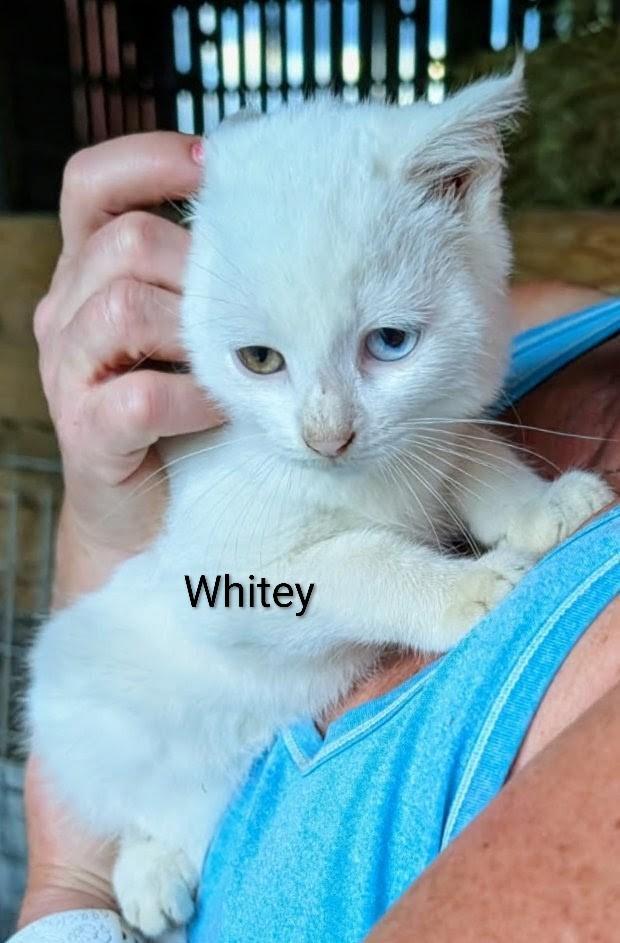 Enlarge Whitey, a Adopted Domestic Short Hair in Binghamton, NY image 2/3