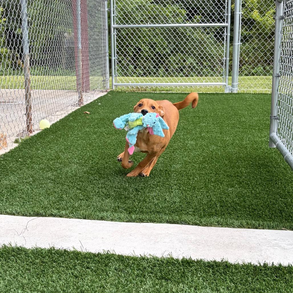 Mavis, Adoptable, Puppy Female Shepherd.