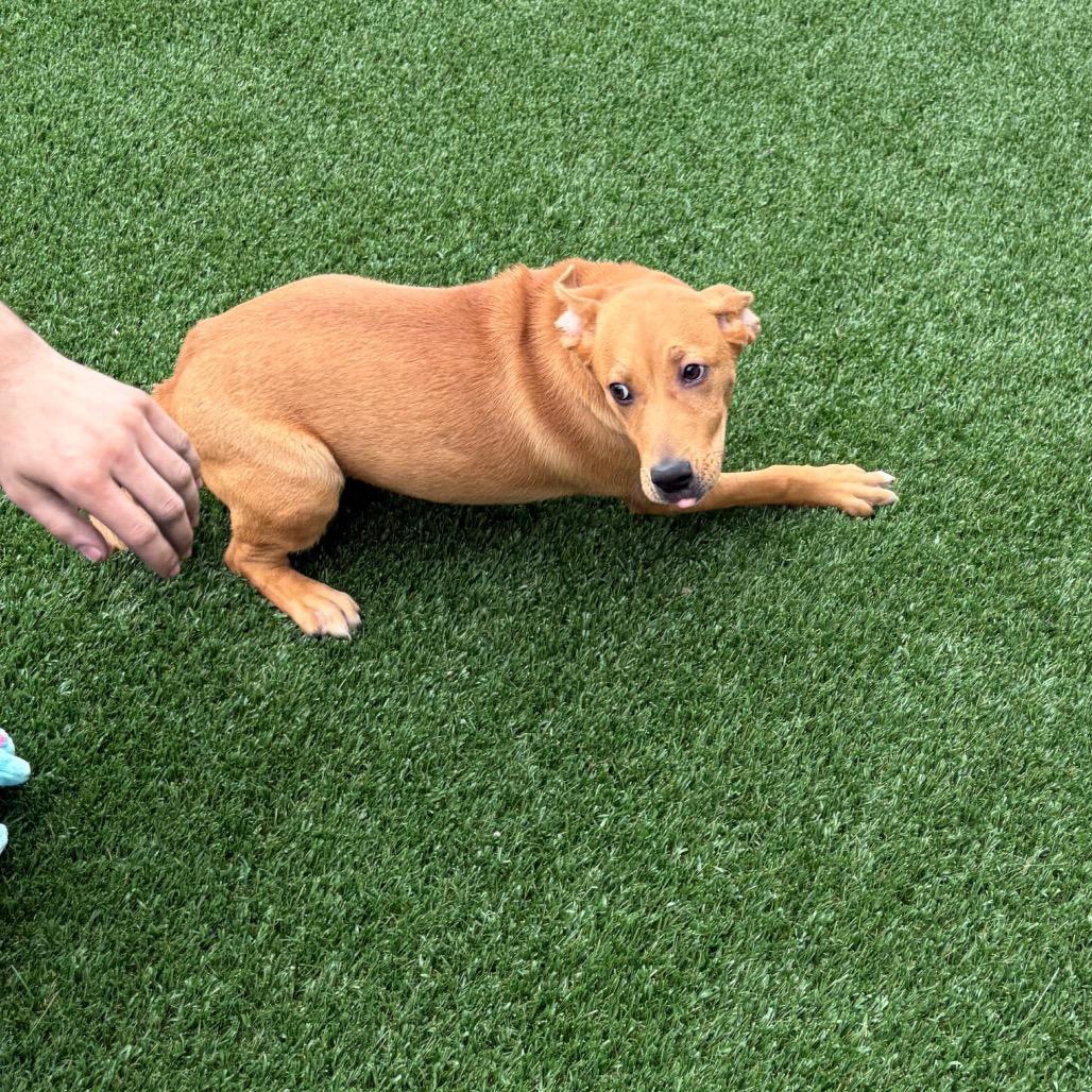Mavis, a Adoptable Shepherd in Brookfield, MO image 2/4