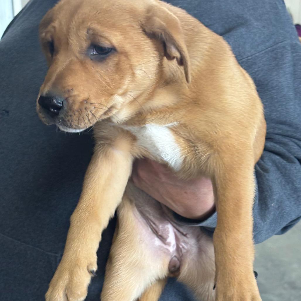 Mavis, Adoptable, Puppy Female Shepherd.