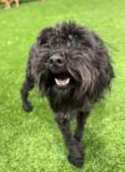 Enlarge Mia, a ADOPTABLE mixed breed in Chester, MD image 1/1