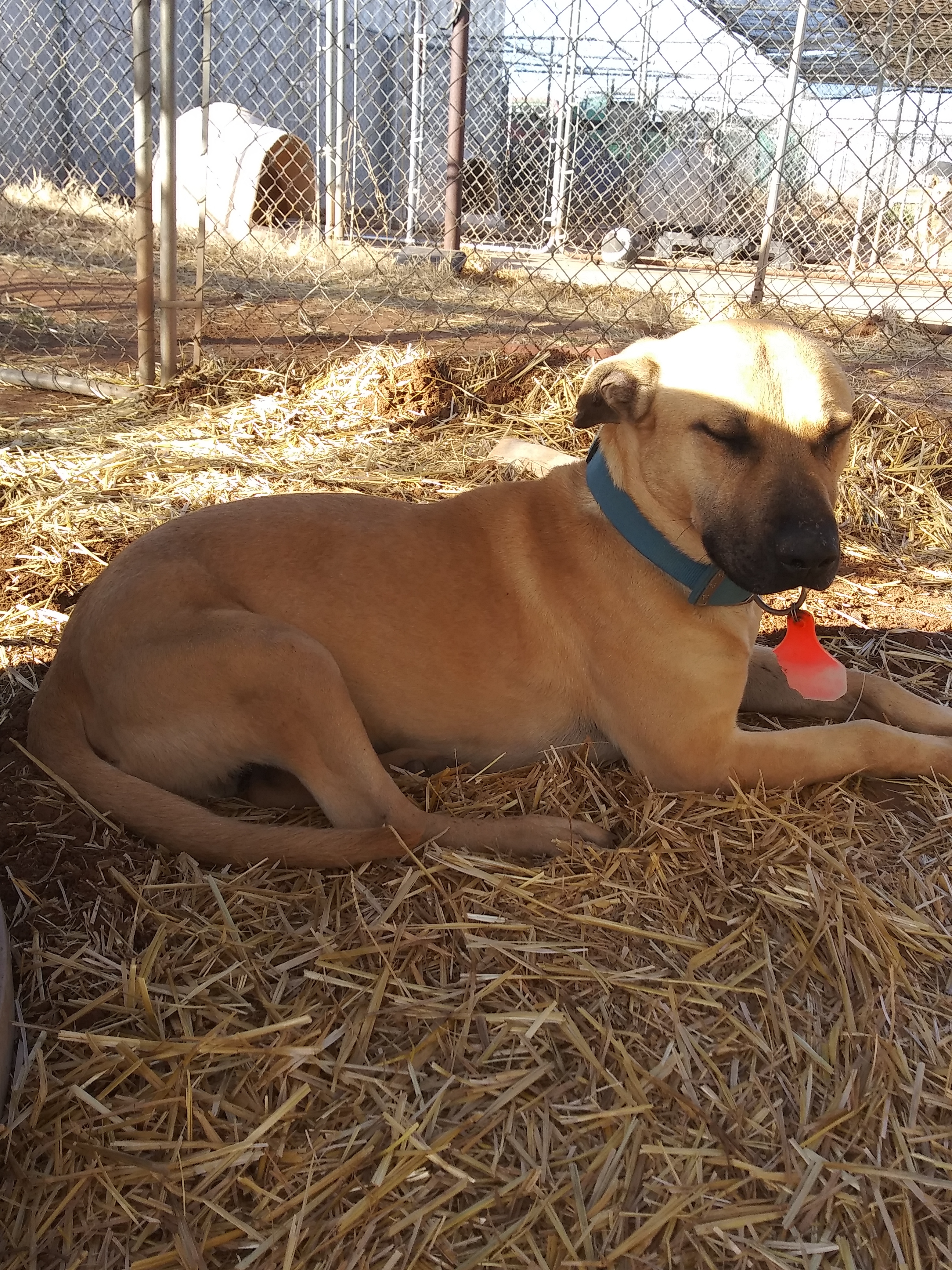 Massey, Adoptable, Adult Male Bullmastiff & Mixed Breed.