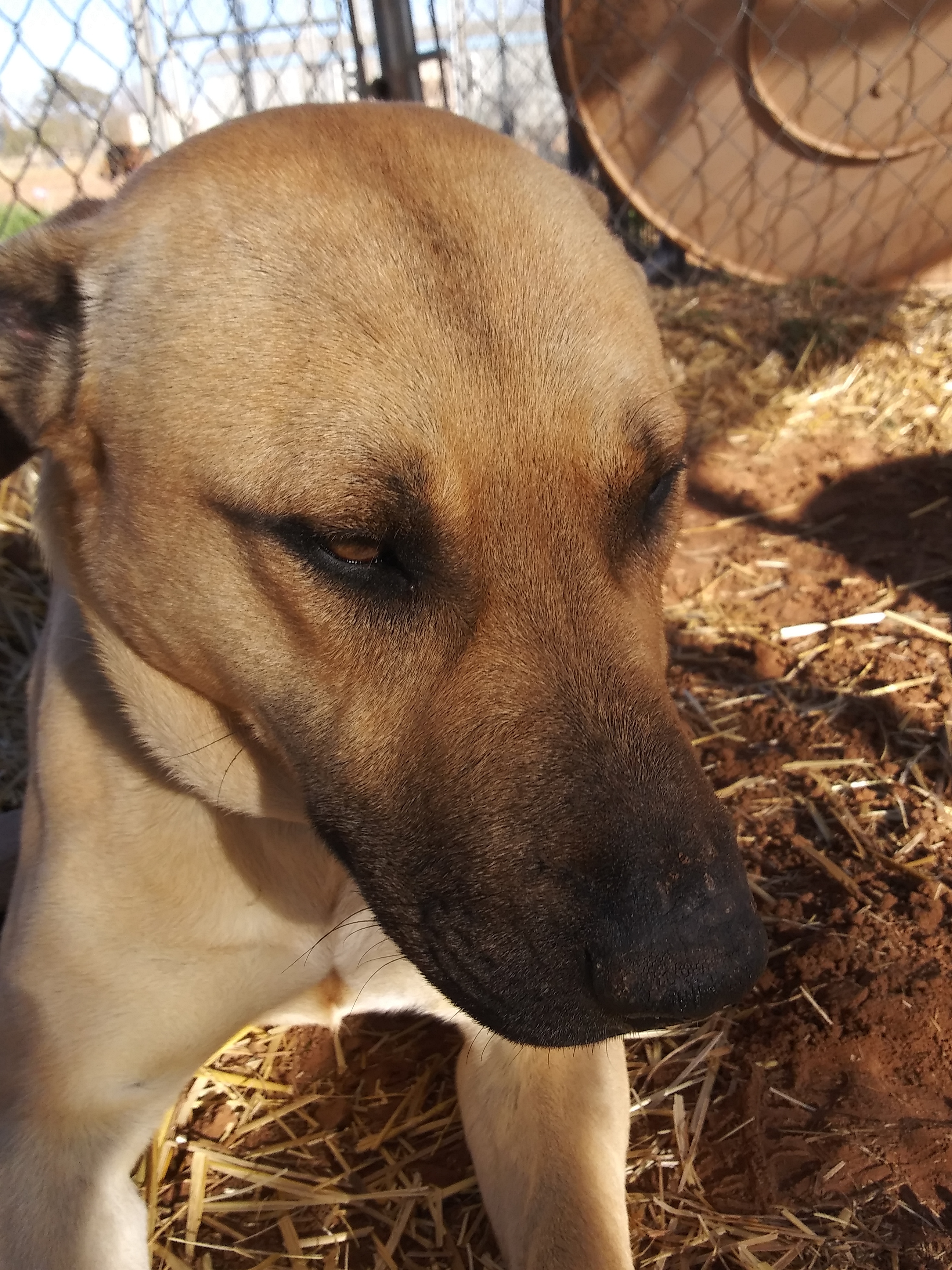 Massey, a Adoptable mixed breed in Anton, TX image 2/4