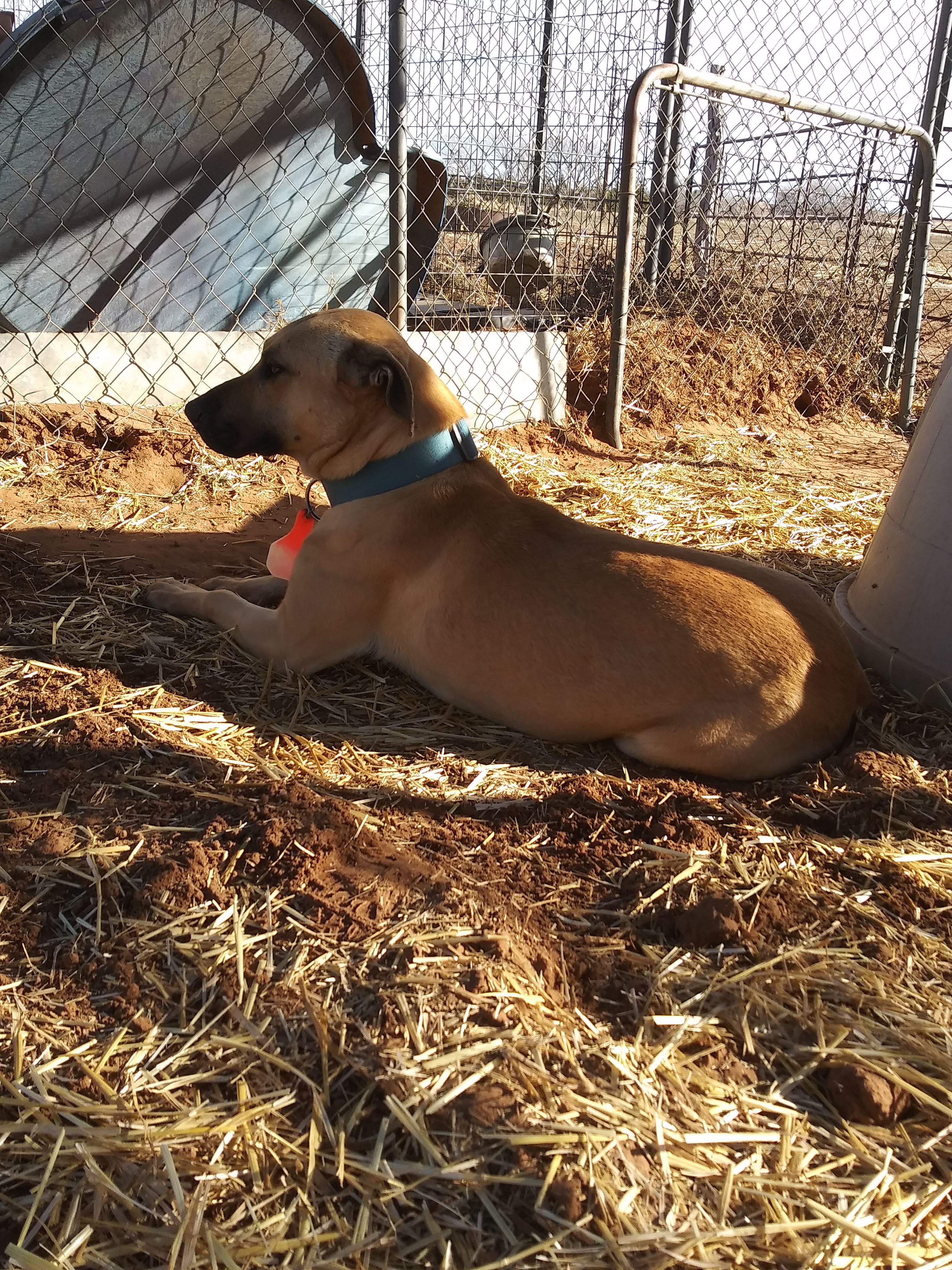 Massey, a Adoptable mixed breed in Anton, TX image 3/4