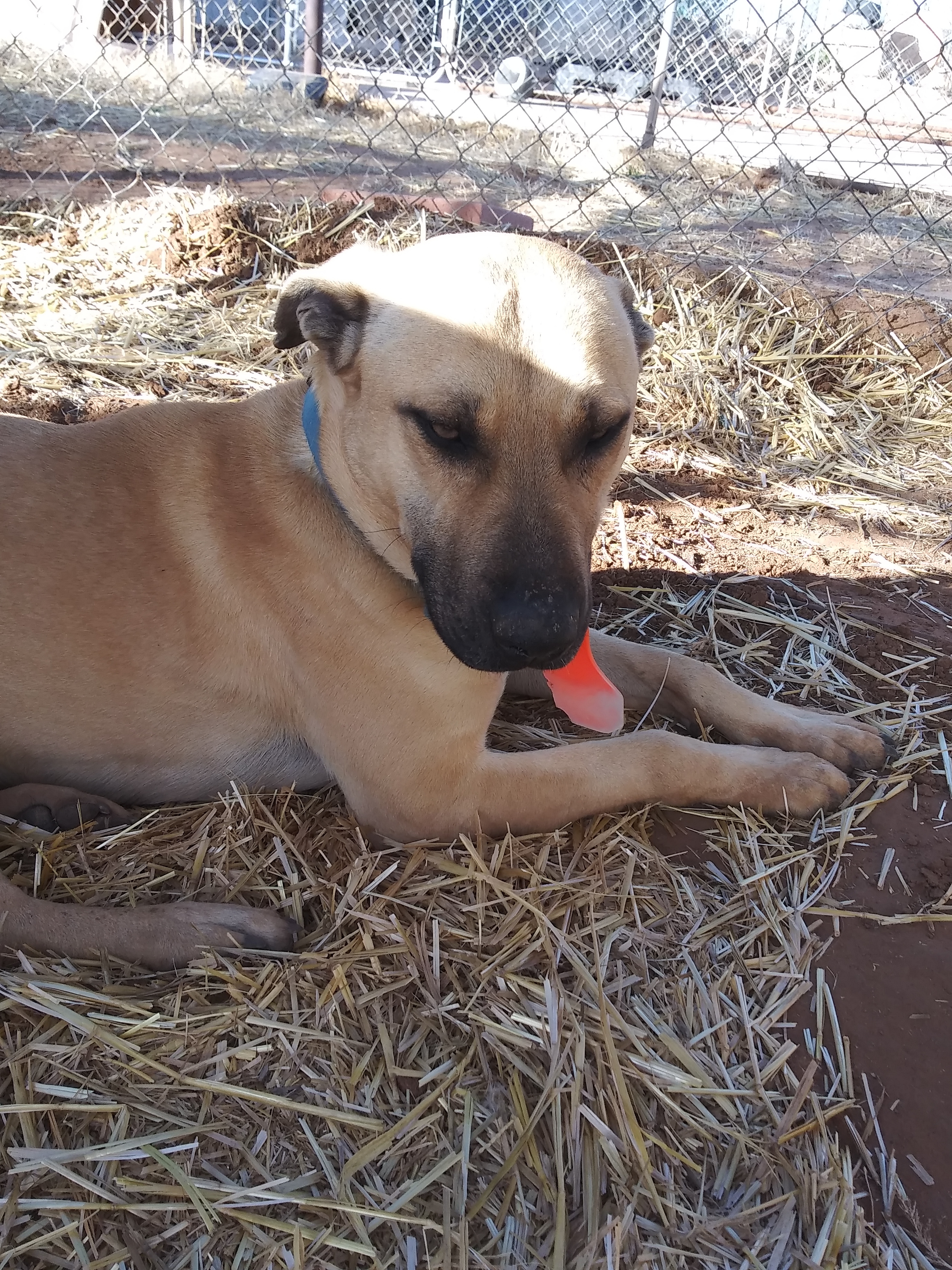 Massey, a Adoptable mixed breed in Anton, TX image 4/4