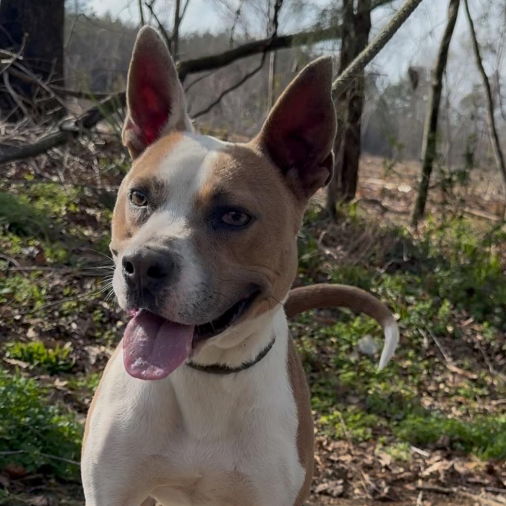 Enlarge Bodie Boggle, a Adoptable mixed breed in Monroeville, AL image 1/1