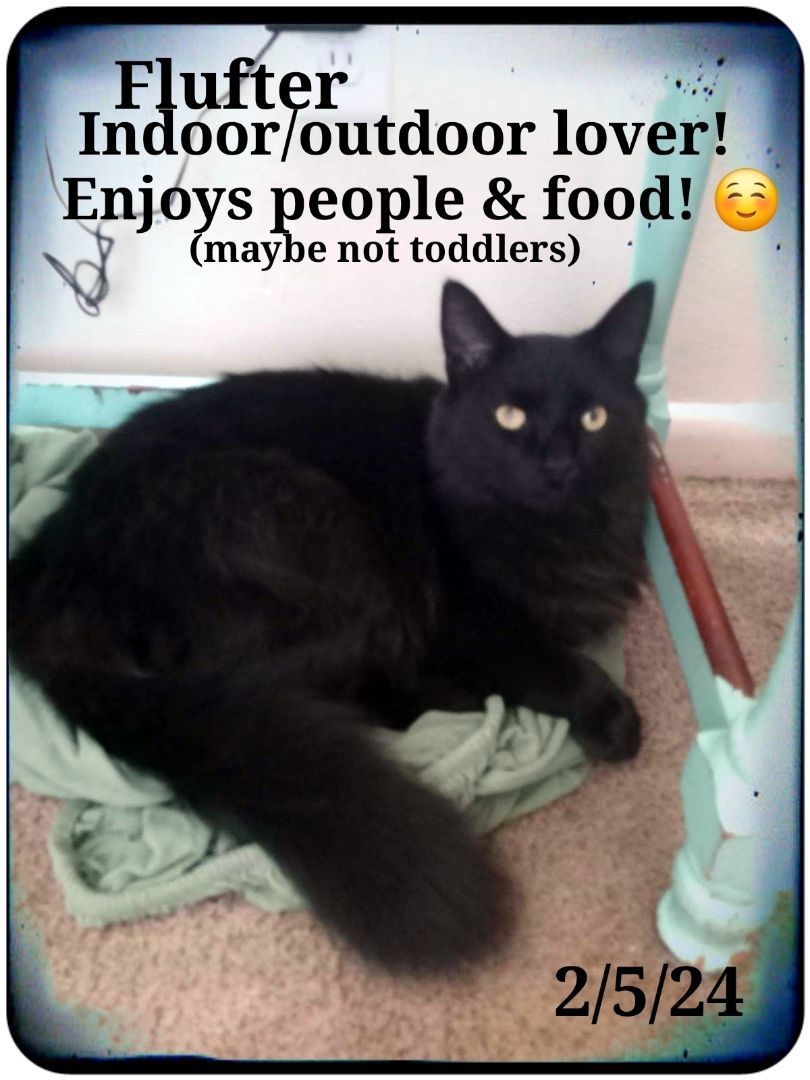 Flufter, Young Male Persian