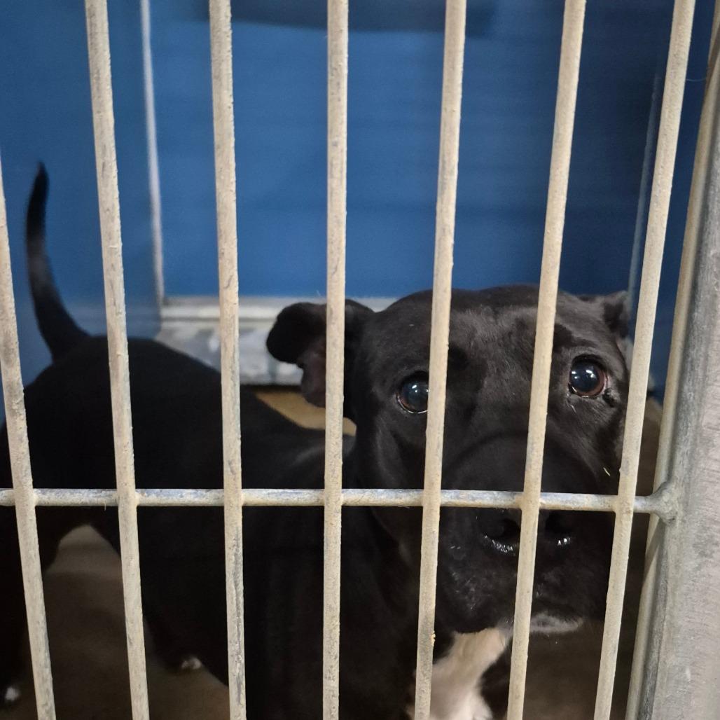 Enlarge Bessie, a Adoptable mixed breed in Montgomery, AL image 1/2