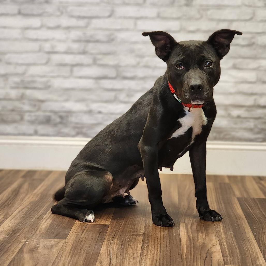 Enlarge Bessie, a Adoptable mixed breed in Montgomery, AL image 2/2