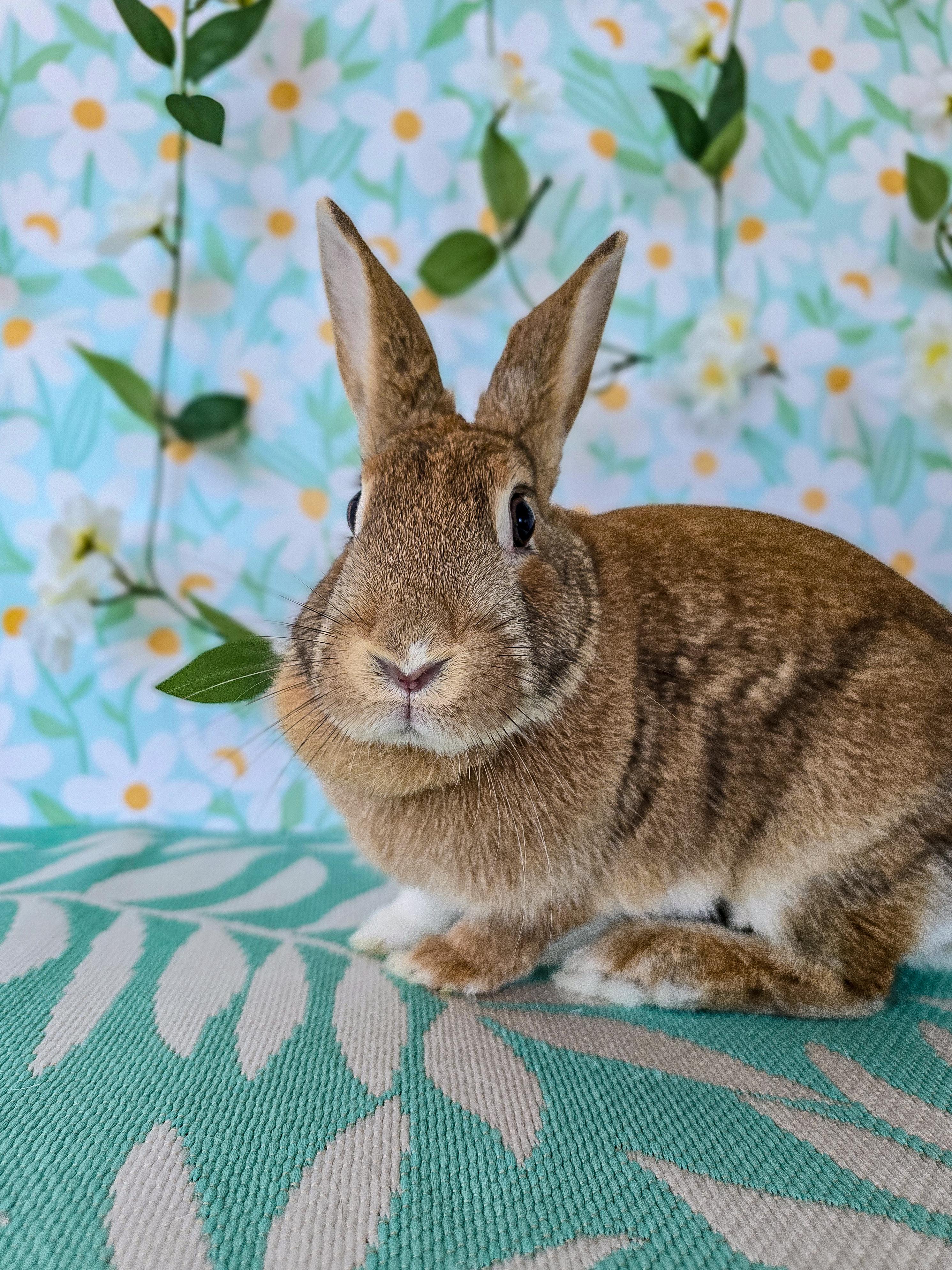 Lola, an adopted Bunny Rabbit in Long Beach, CA image 3/4