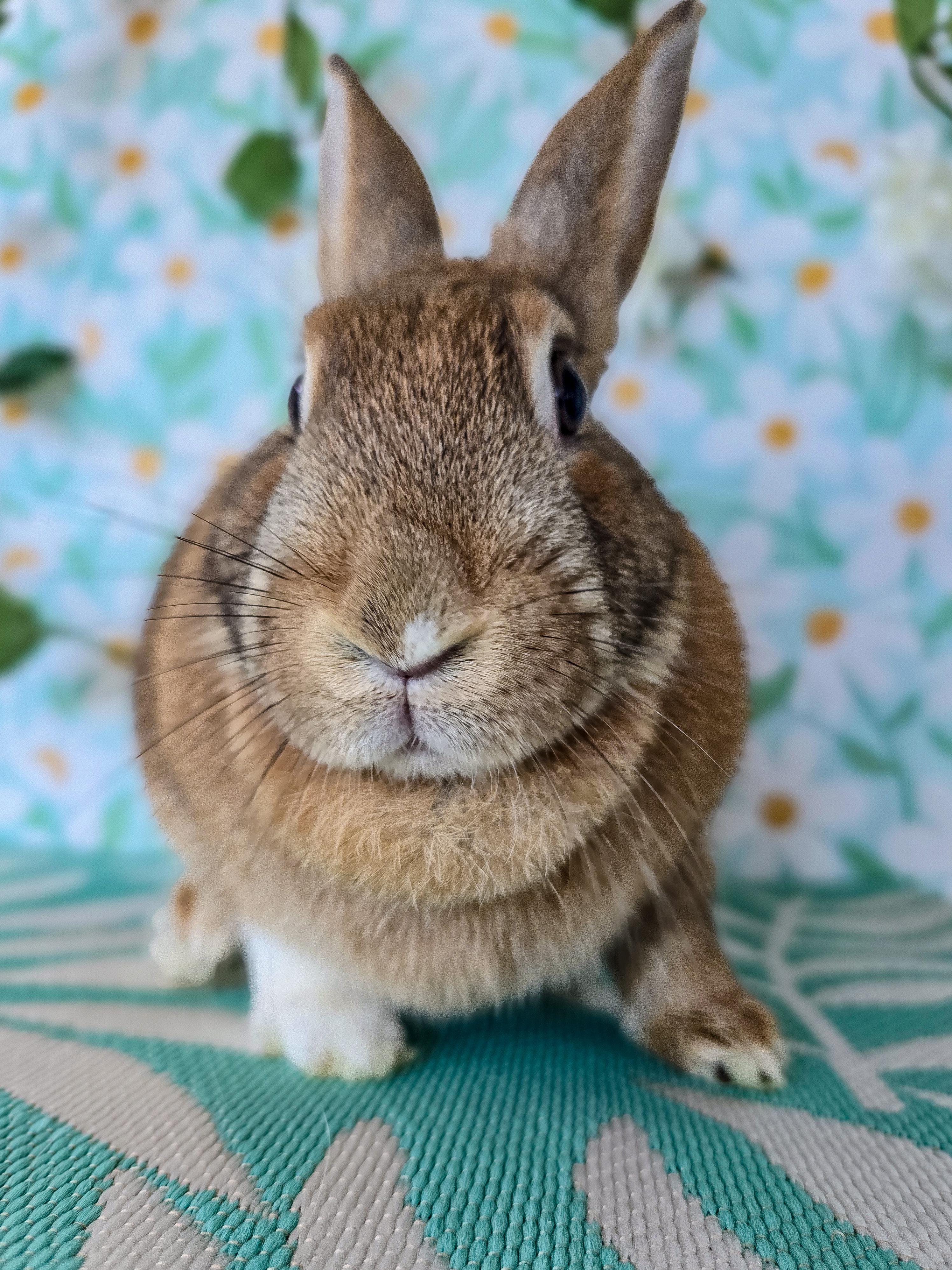 Lola, an adopted Bunny Rabbit in Long Beach, CA image 4/4