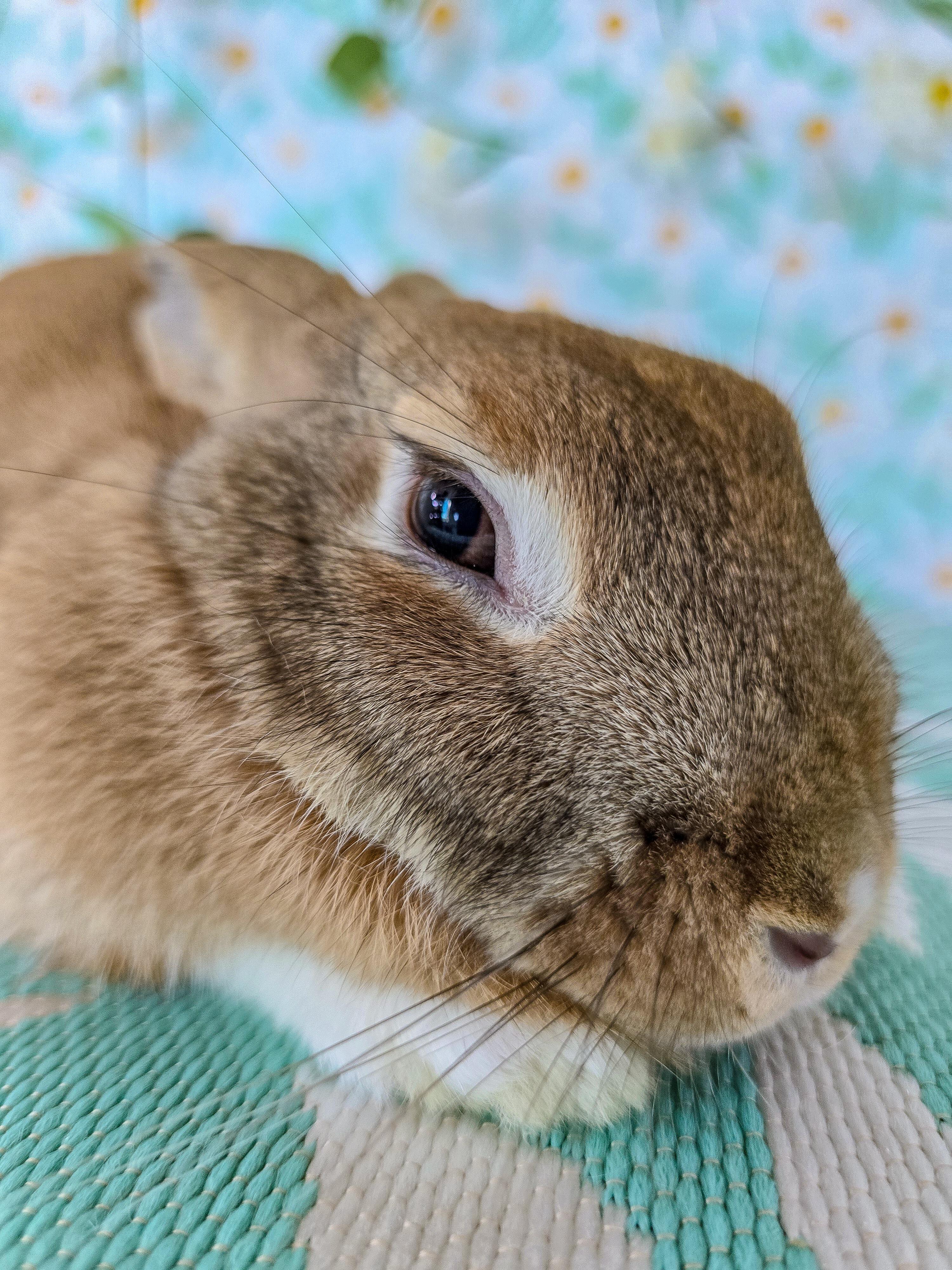 Lola, an adopted Bunny Rabbit in Long Beach, CA image 2/4