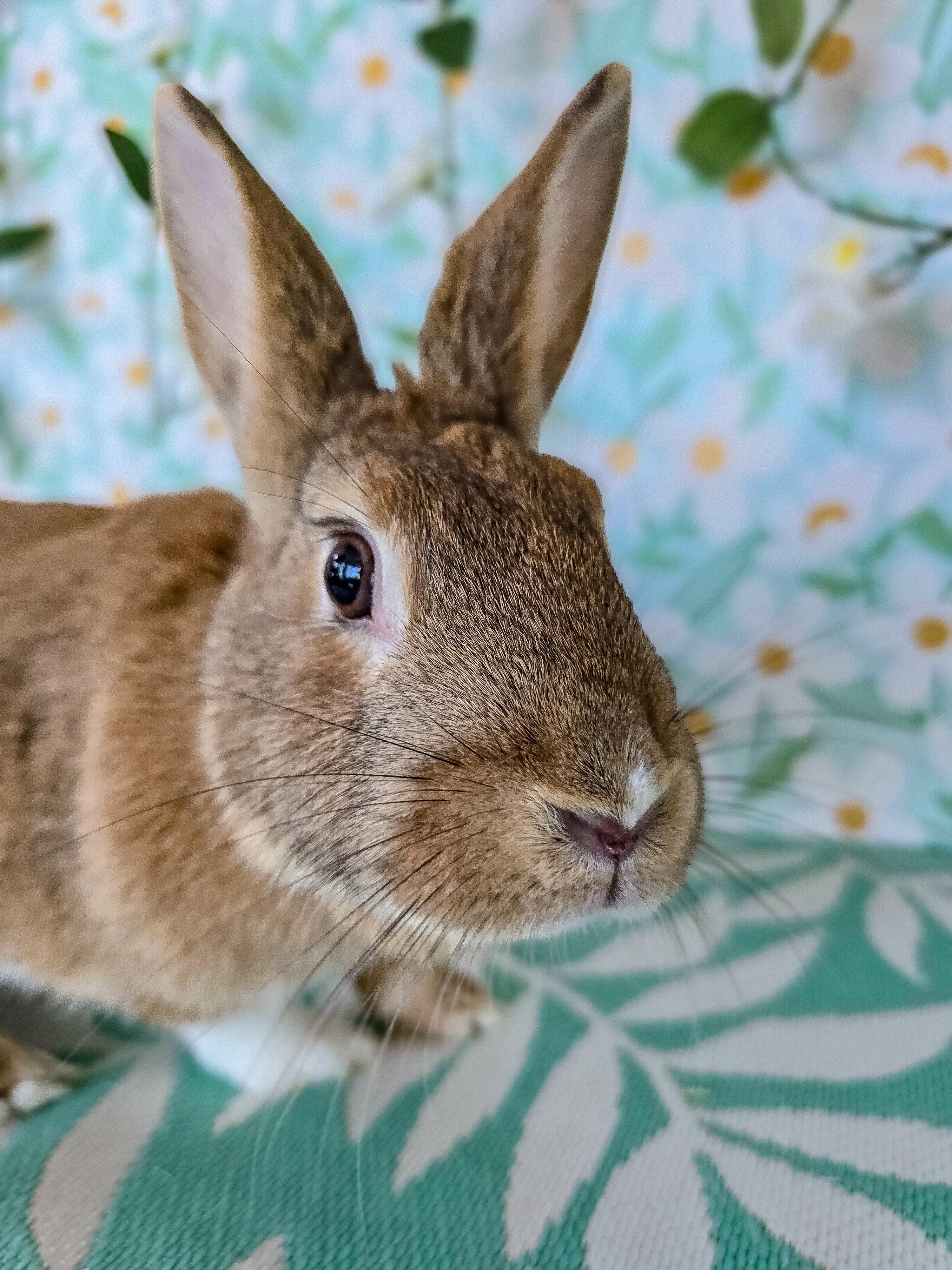 Lola, adopted, Young Female Bunny Rabbit.