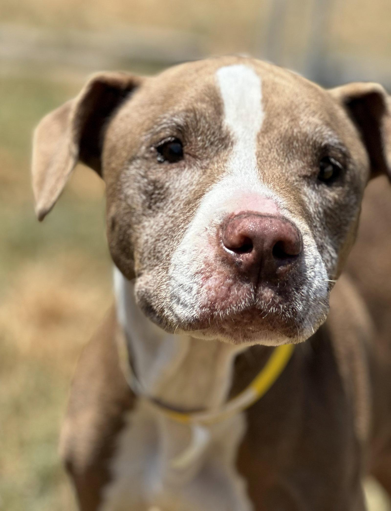 Xena, Adoptable, Adult Female Pit Bull Terrier & Pointer.