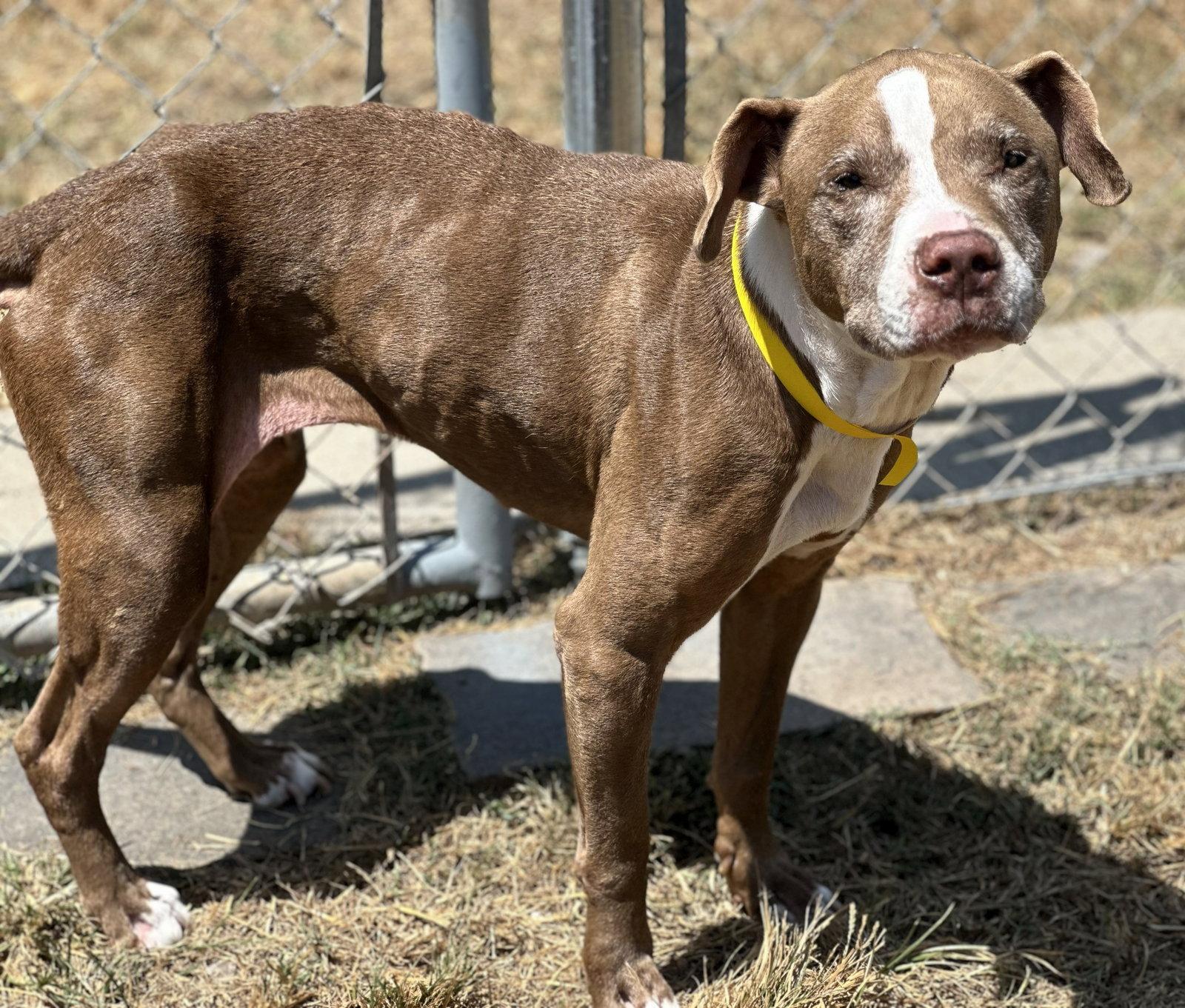 Enlarge Xena, a Adoptable mixed breed in Houston, TX image 2/3