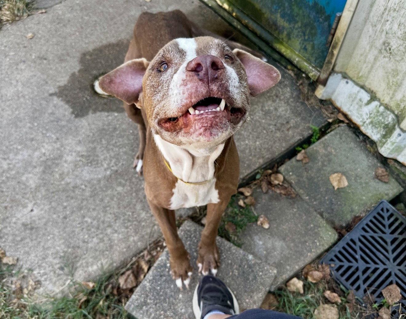 Enlarge Xena, a Adoptable mixed breed in Houston, TX image 3/3