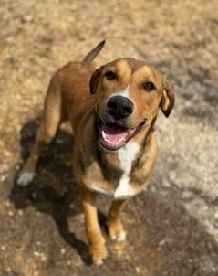 Romeo-Foster or Adopt, ADOPTABLE, Adult Male Labrador Retriever & Shepherd.