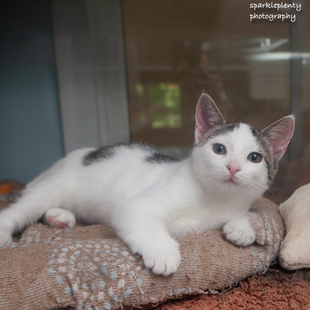 Enlarge Breda, a Adopted Domestic Short Hair in Ridgefield, CT image 2/3