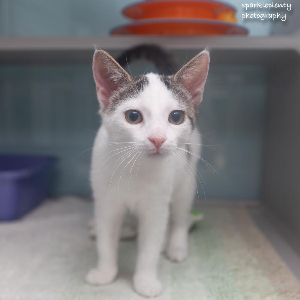 Breda, Adopted, Kitten Female Domestic Short Hair.